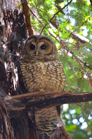 Northern Spotted Owl
