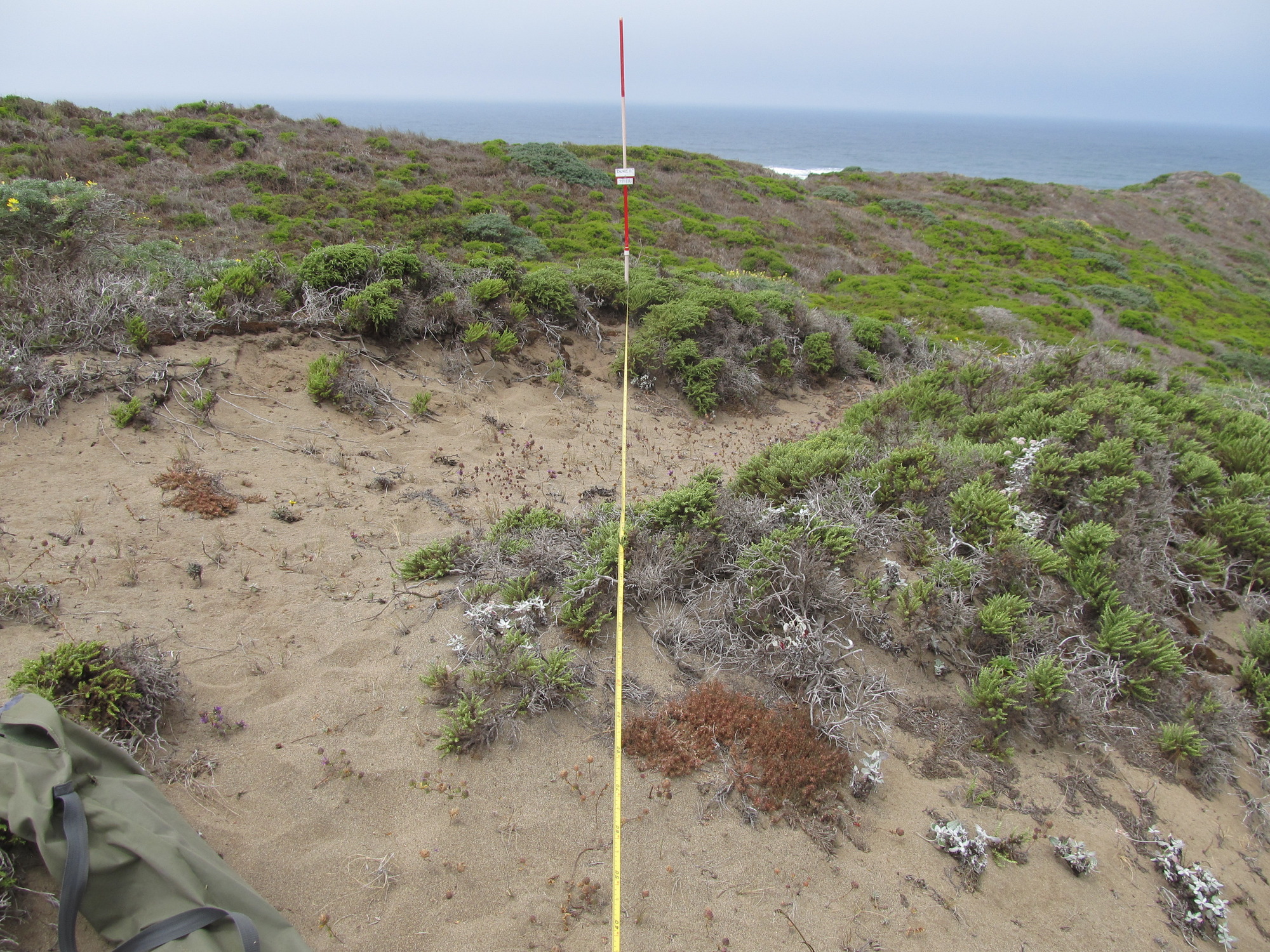 Eye-level view from the center point of a plant community monitoring plot