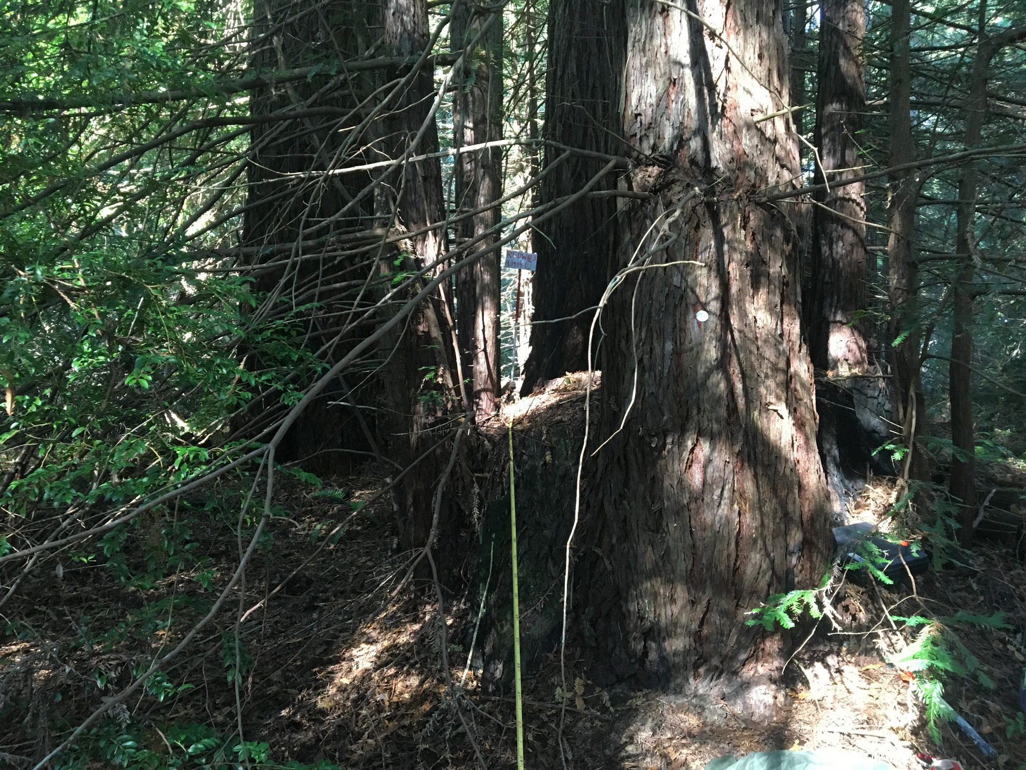Eye-level view from the center point of a plant community monitoring plot