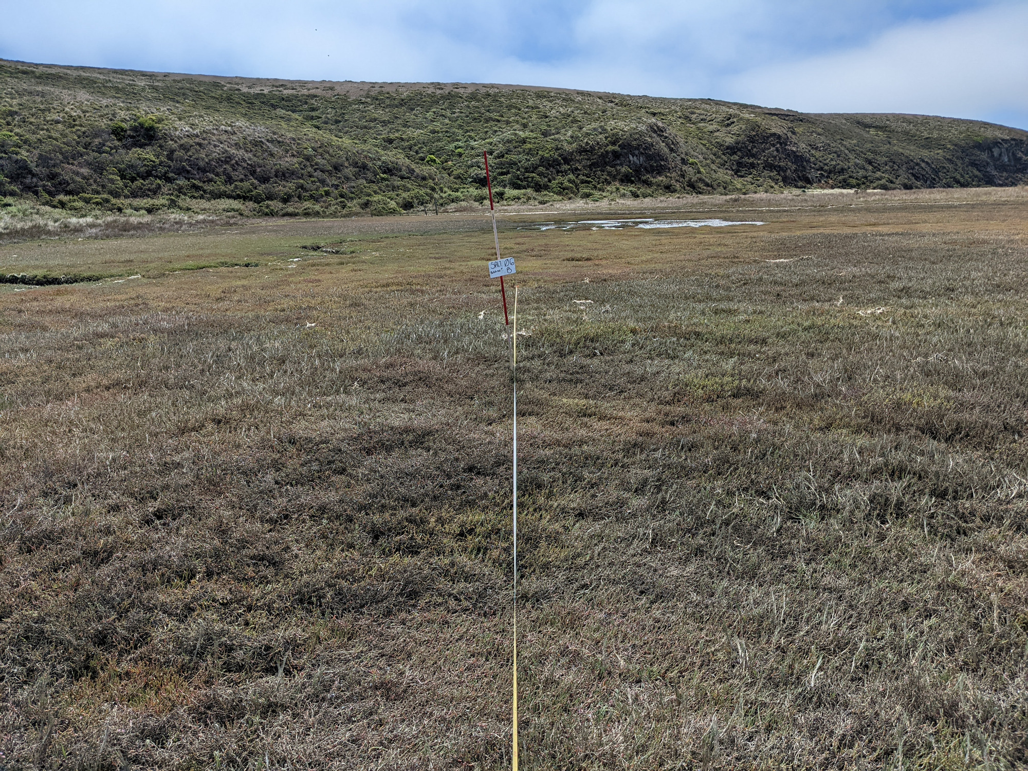 Eye-level view from the center point of a plant community monitoring plot