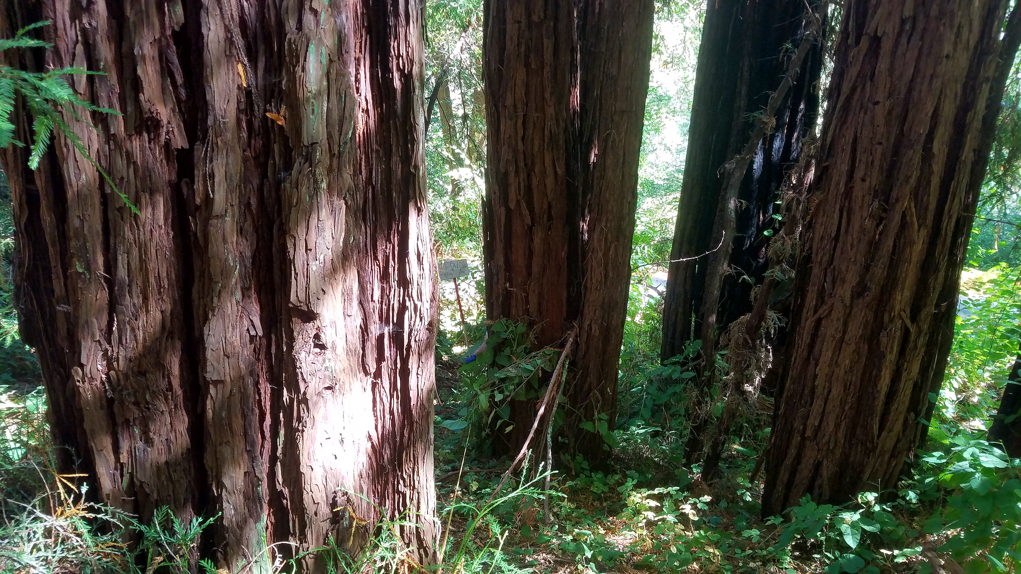 Eye-level view from the center point of a plant community monitoring plot
