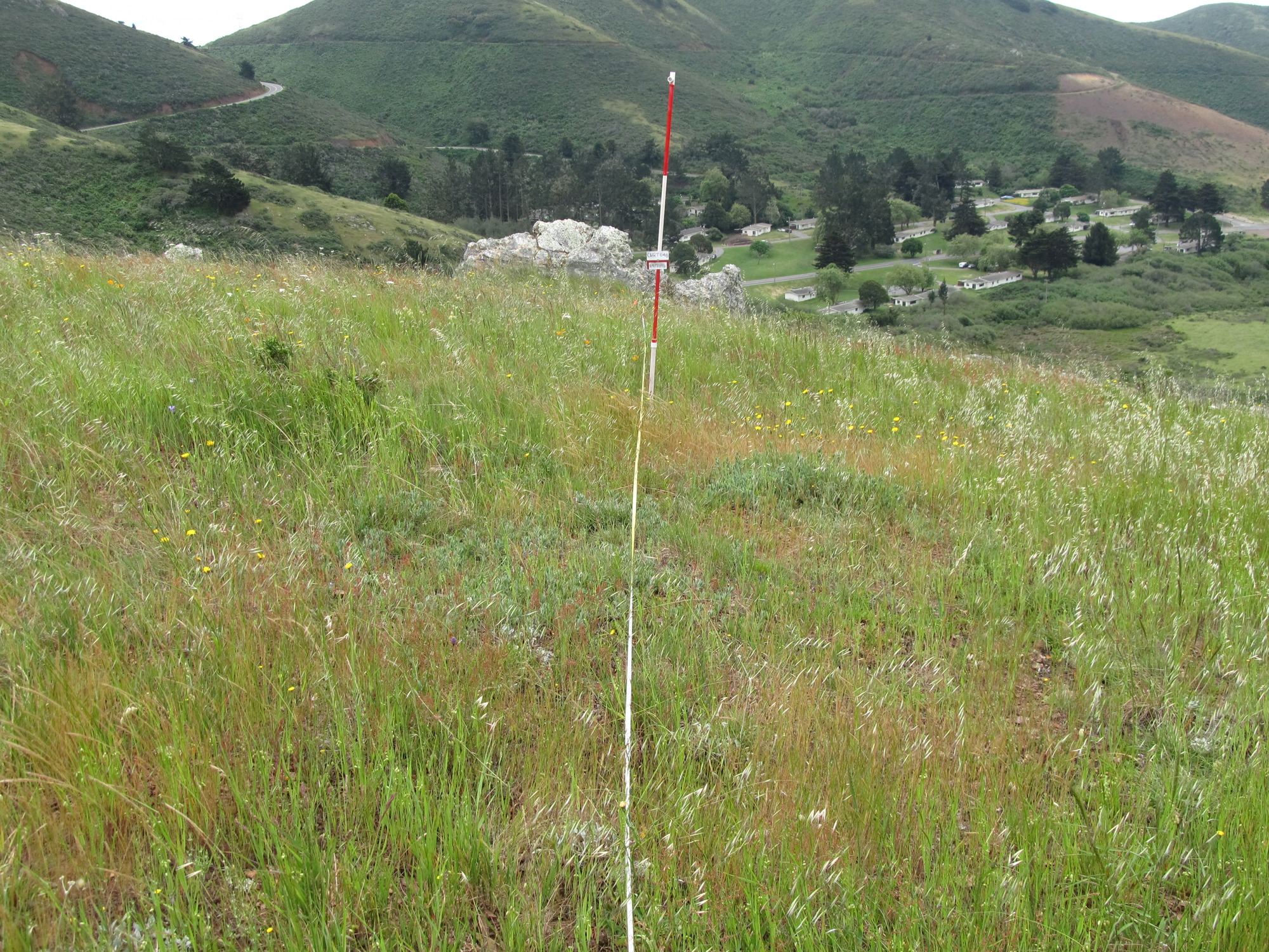 Eye-level view from the center point of a plant community monitoring plot