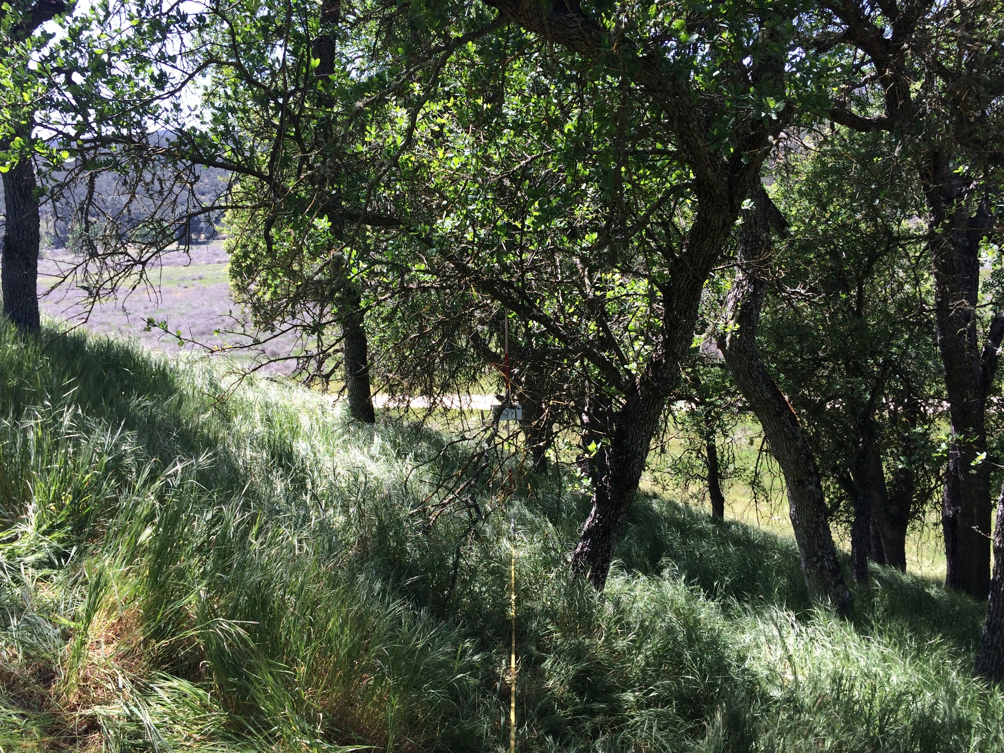 Eye-level view from the center point of a plant community monitoring plot
