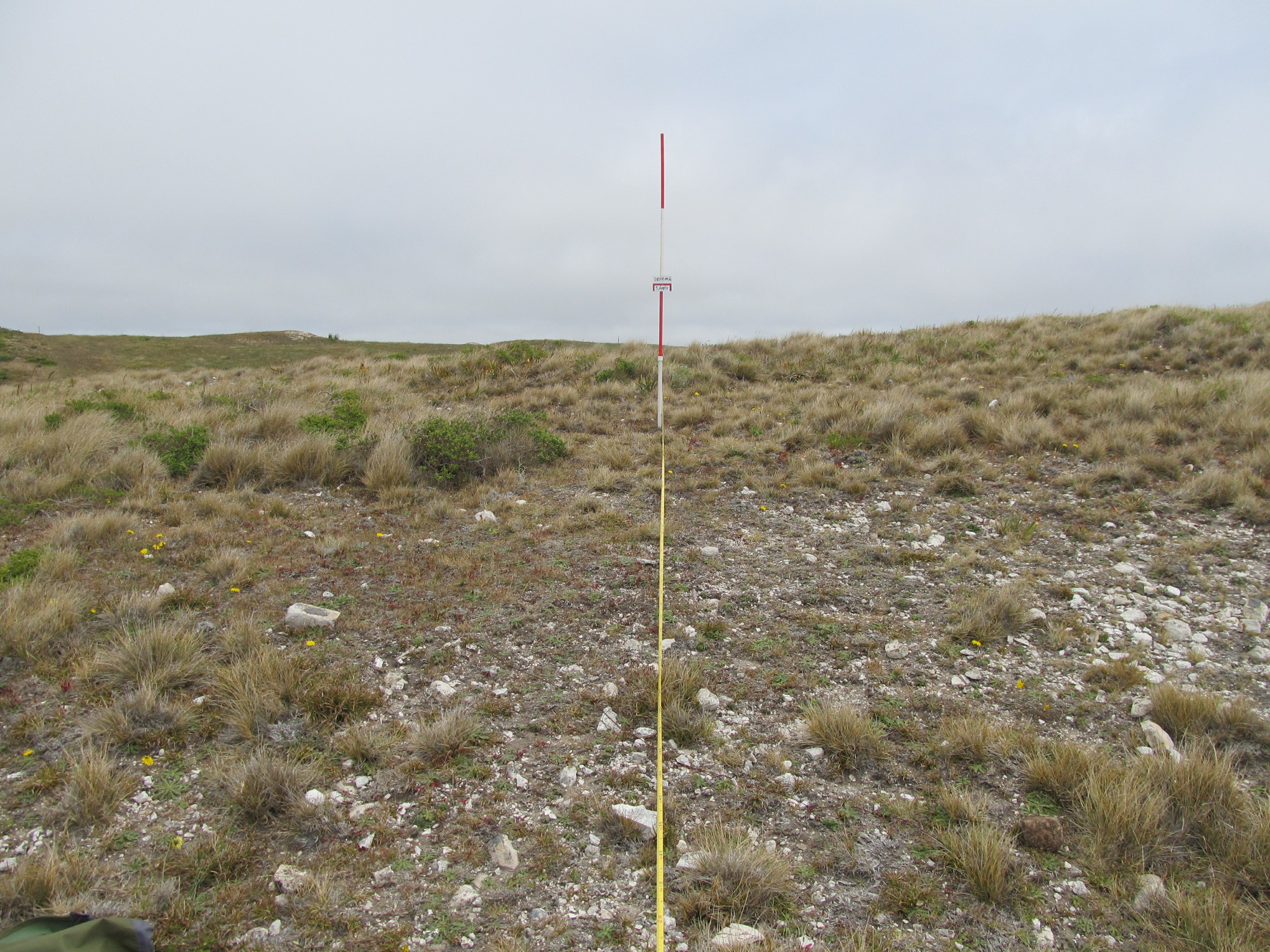 Eye-level view from the center point of a plant community monitoring plot