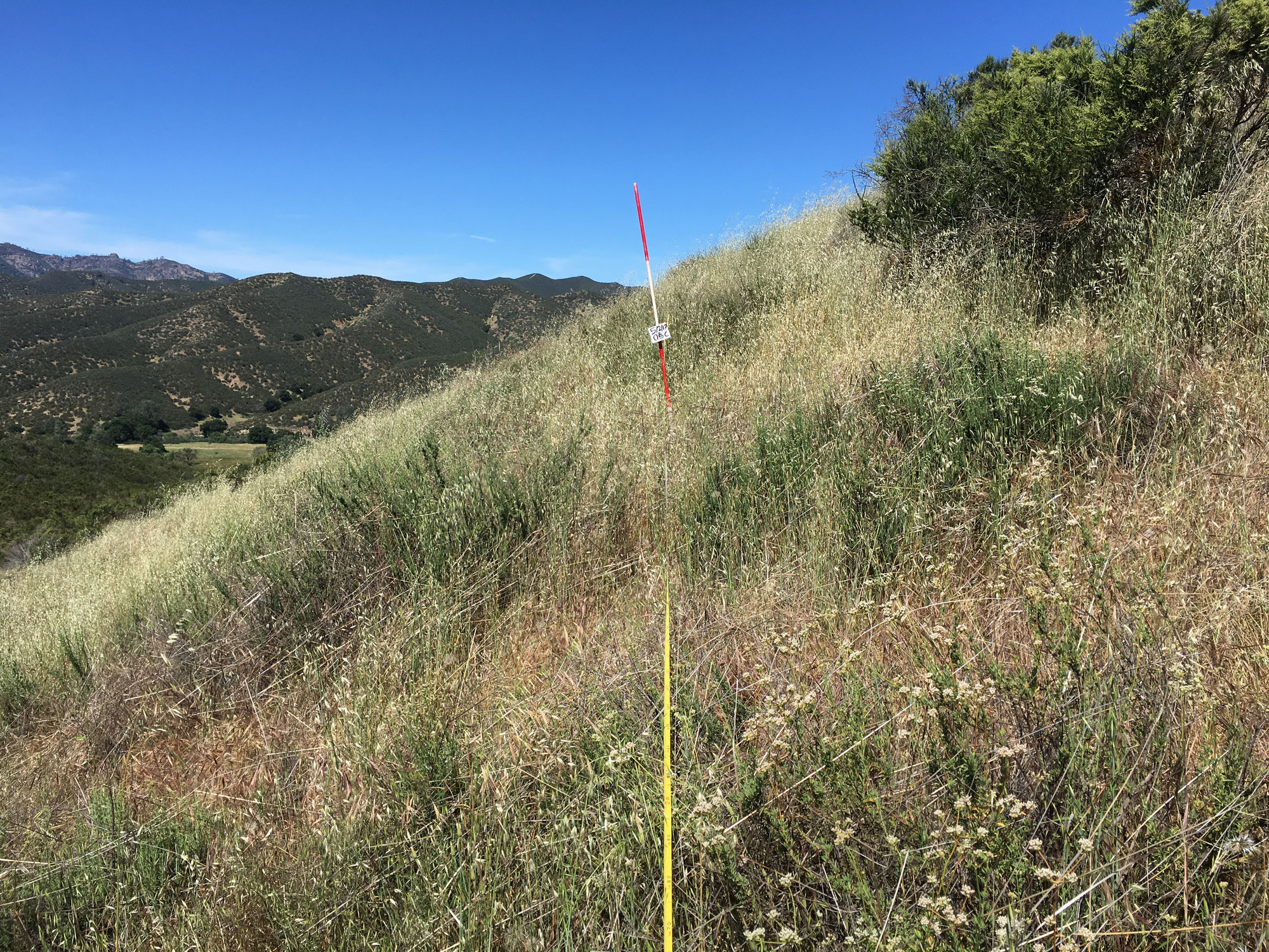Eye-level view from the center point of a plant community monitoring plot