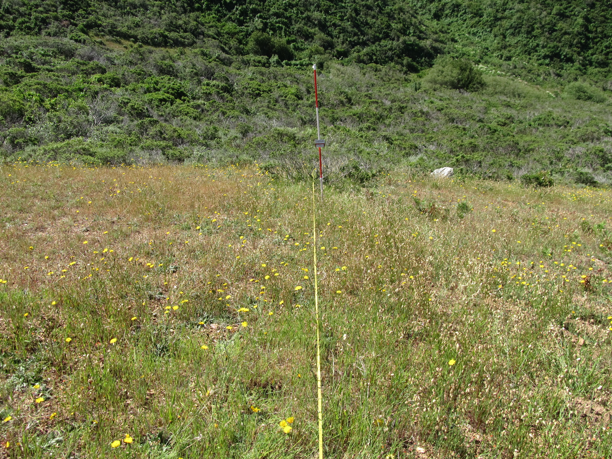 Eye-level view from the center point of a plant community monitoring plot
