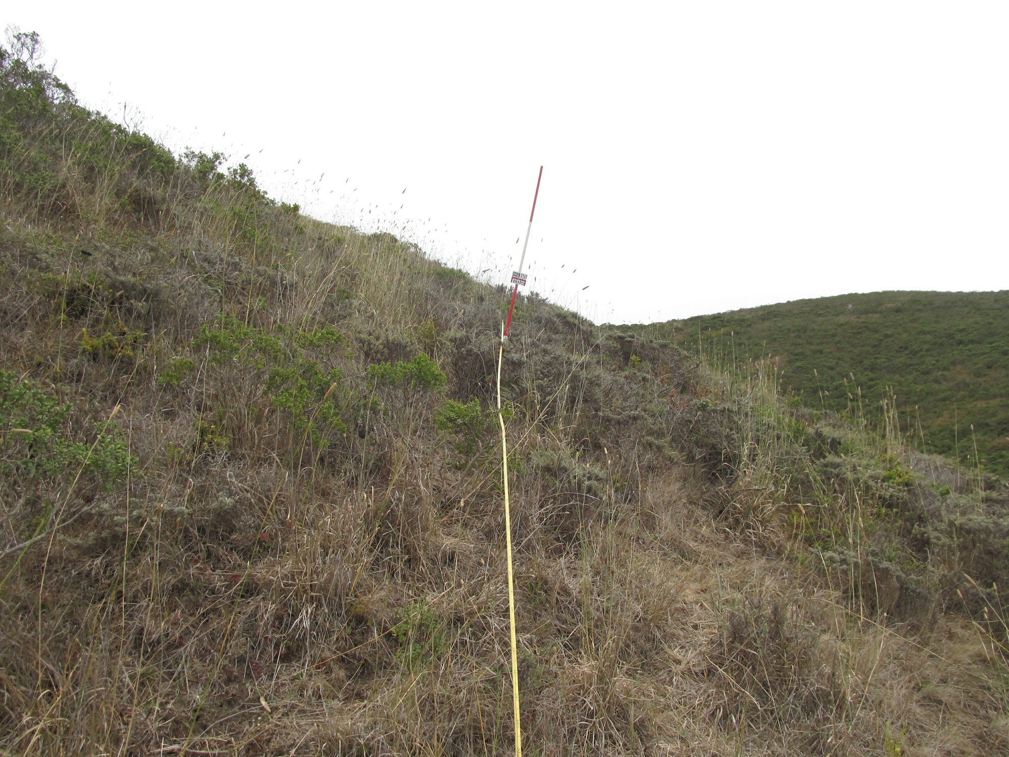 Eye-level view from the center point of a plant community monitoring plot