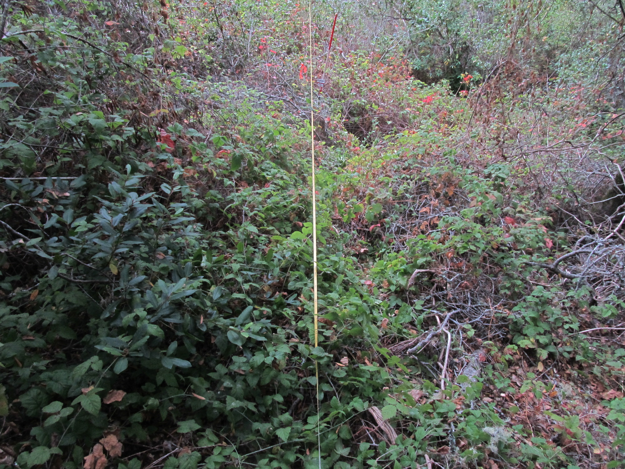 Eye-level view from the center point of a plant community monitoring plot