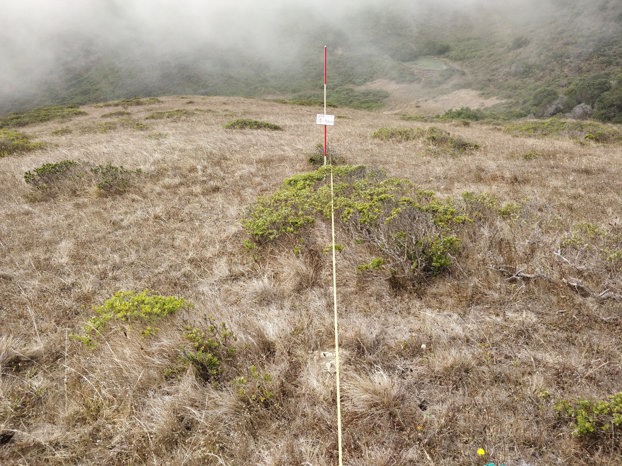 Eye-level view from the center point of a plant community monitoring plot