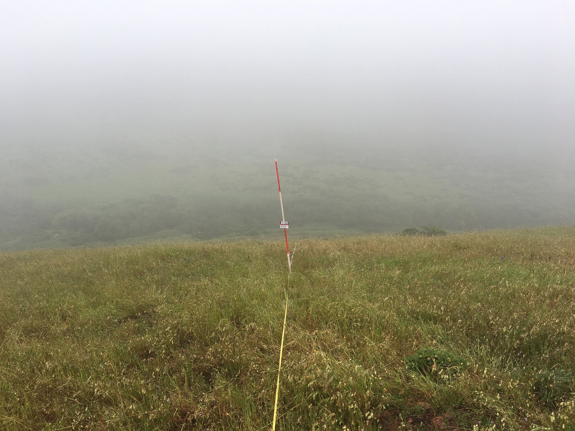 Eye-level view from the center point of a plant community monitoring plot