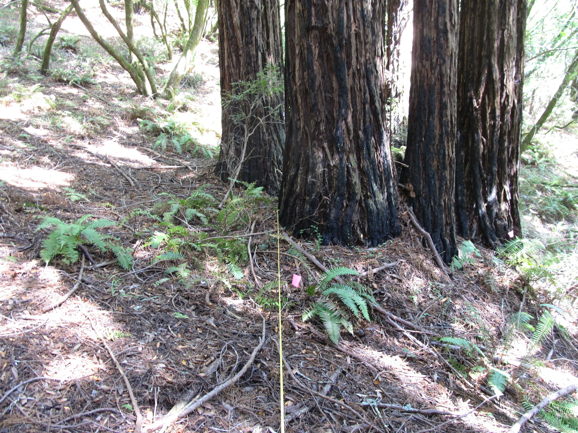 Eye-level view from the center point of a plant community monitoring plot