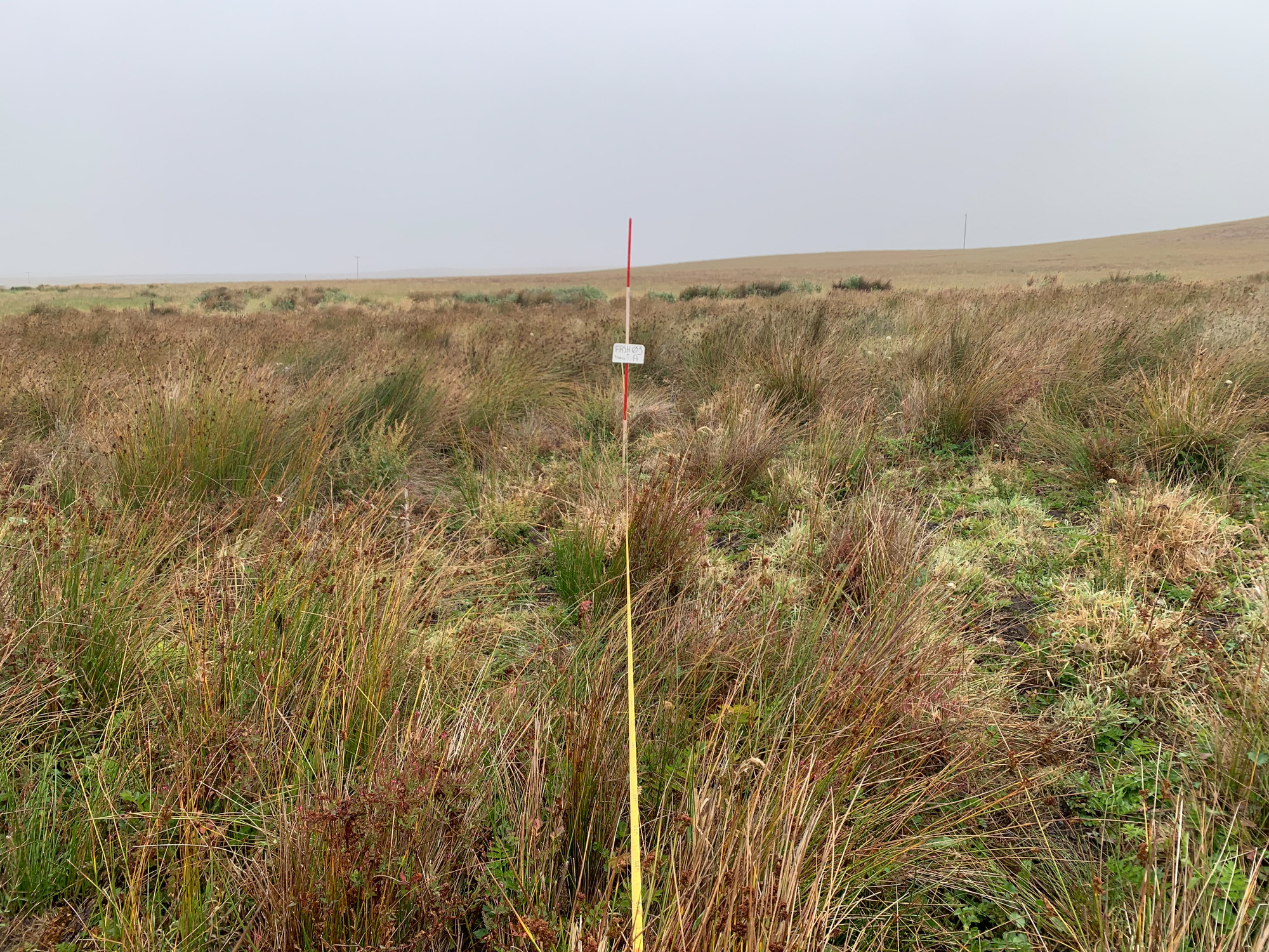 Eye-level view from the center point of a plant community monitoring plot