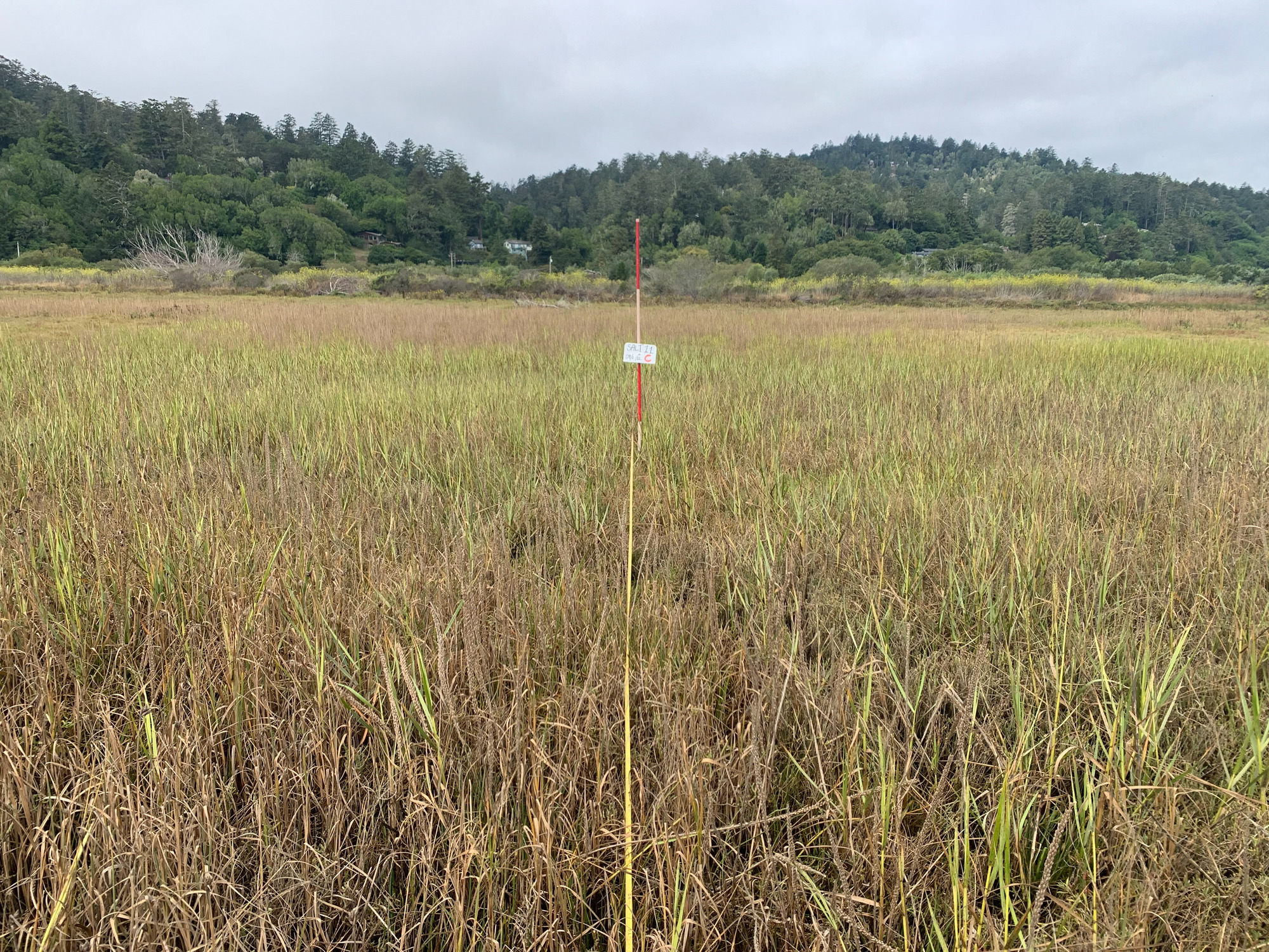 Eye-level view from the center point of a plant community monitoring plot