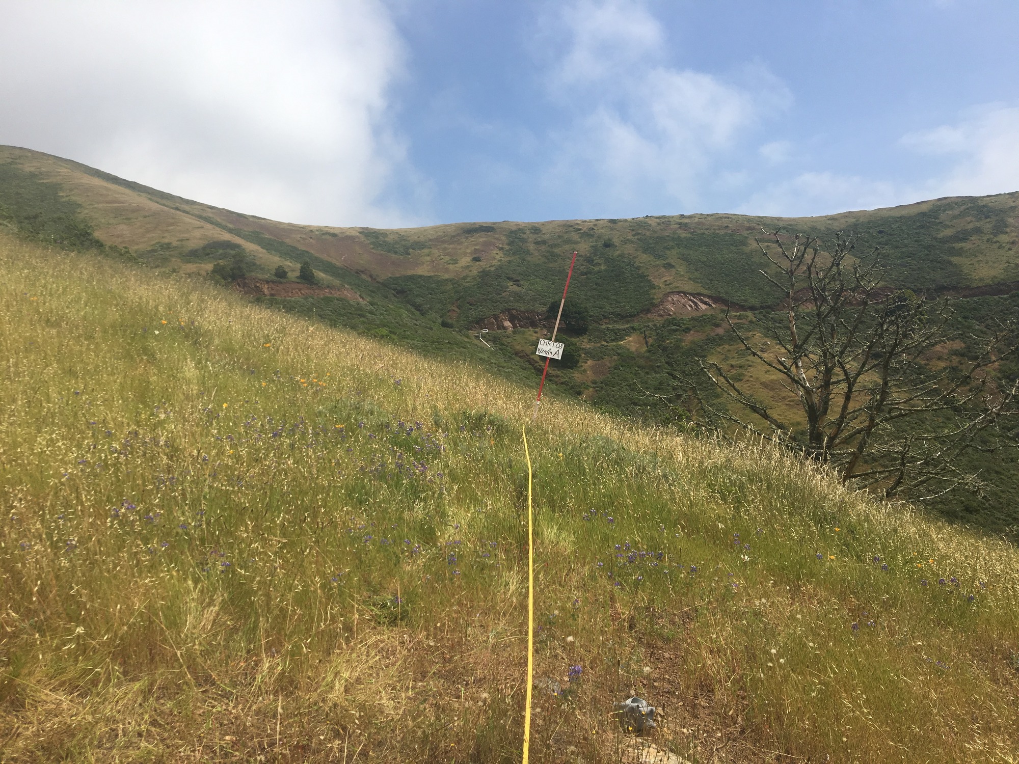 Eye-level view from the center point of a plant community monitoring plot