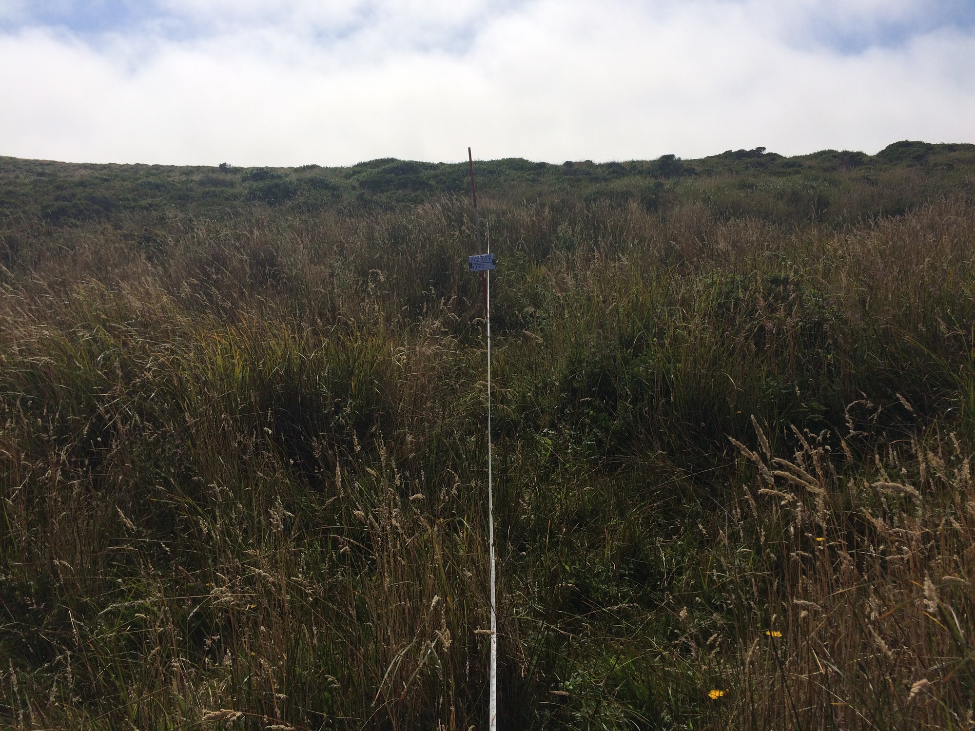 Eye-level view from the center point of a plant community monitoring plot