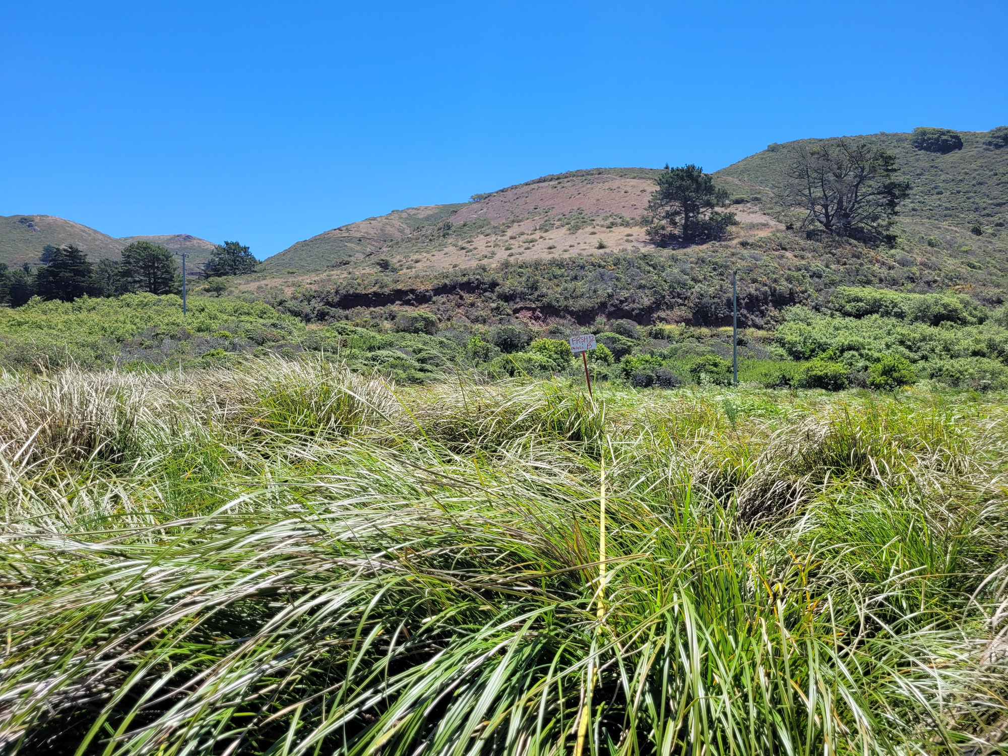 Eye-level view from the center point of a plant community monitoring plot