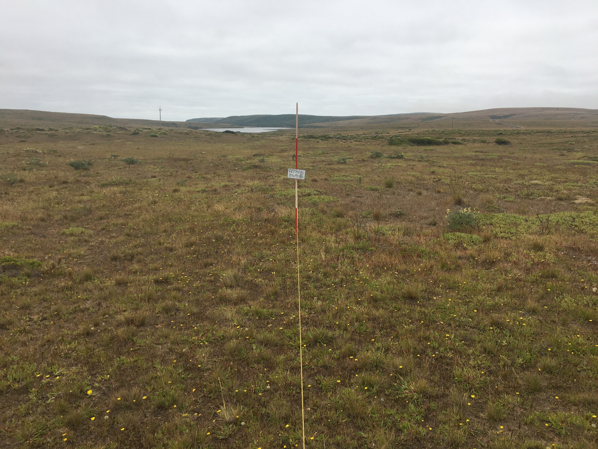 Eye-level view from the center point of a plant community monitoring plot