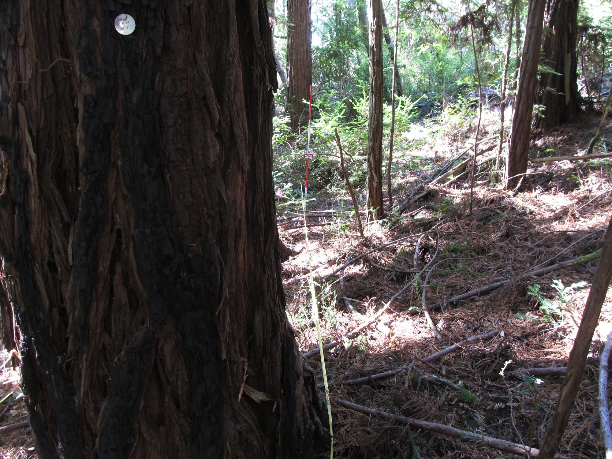 Eye-level view from the center point of a plant community monitoring plot