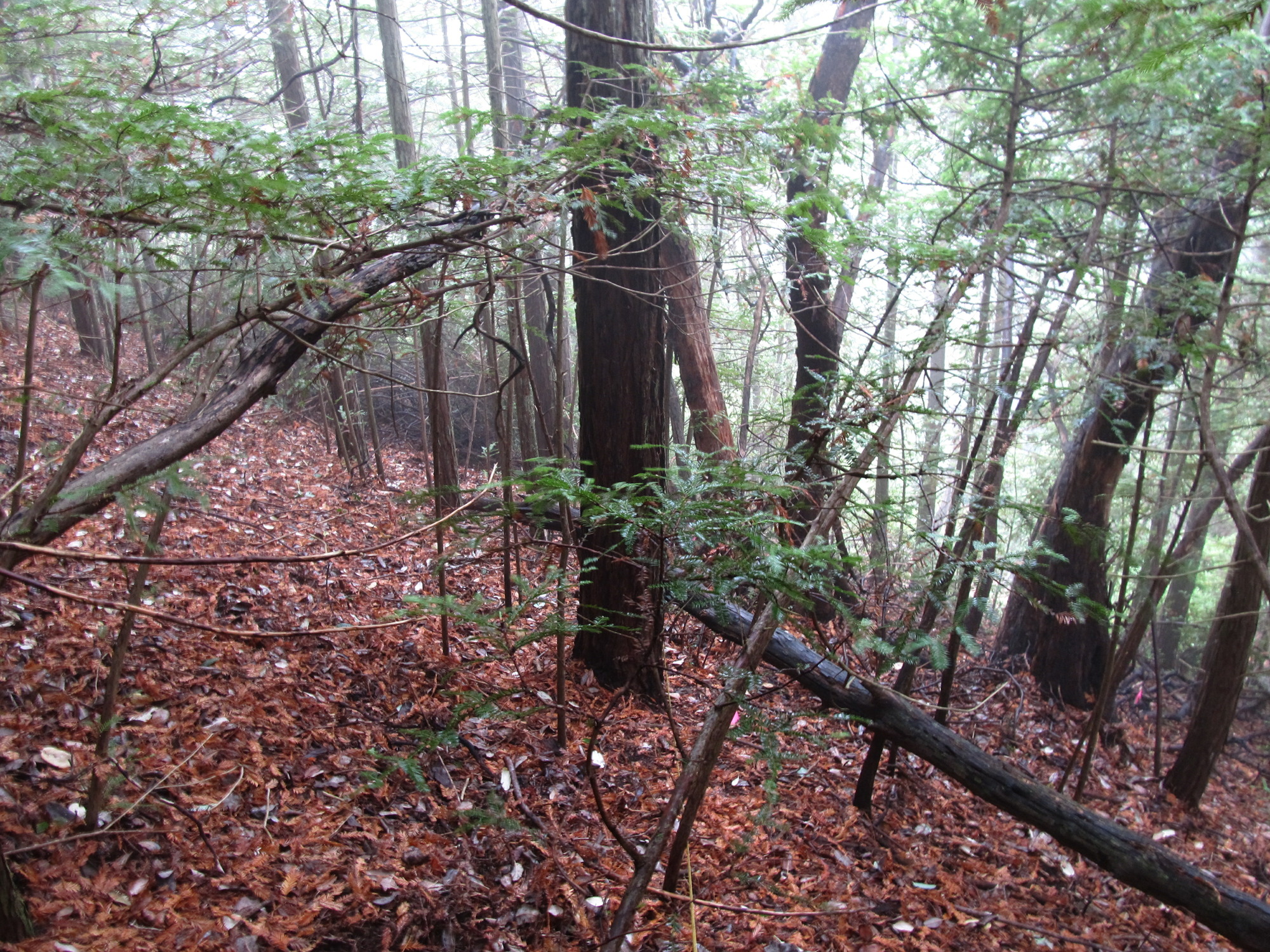 Eye-level view from the center point of a plant community monitoring plot