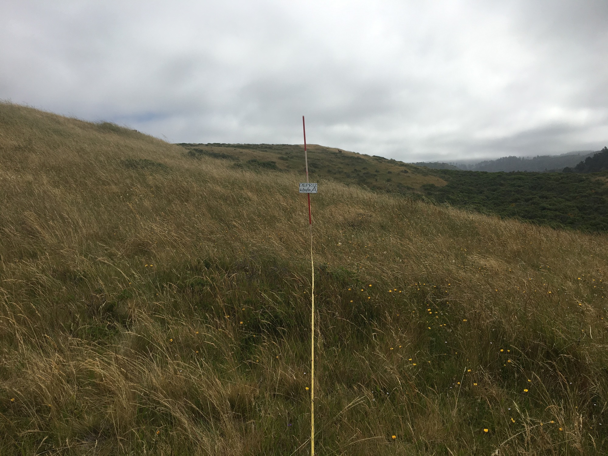 Eye-level view from the center point of a plant community monitoring plot