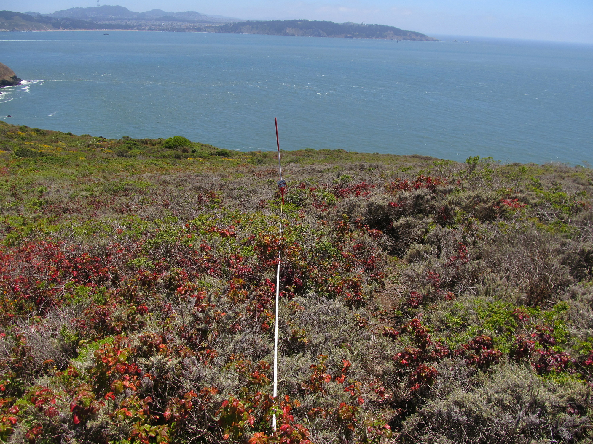 Eye-level view from the center point of a plant community monitoring plot