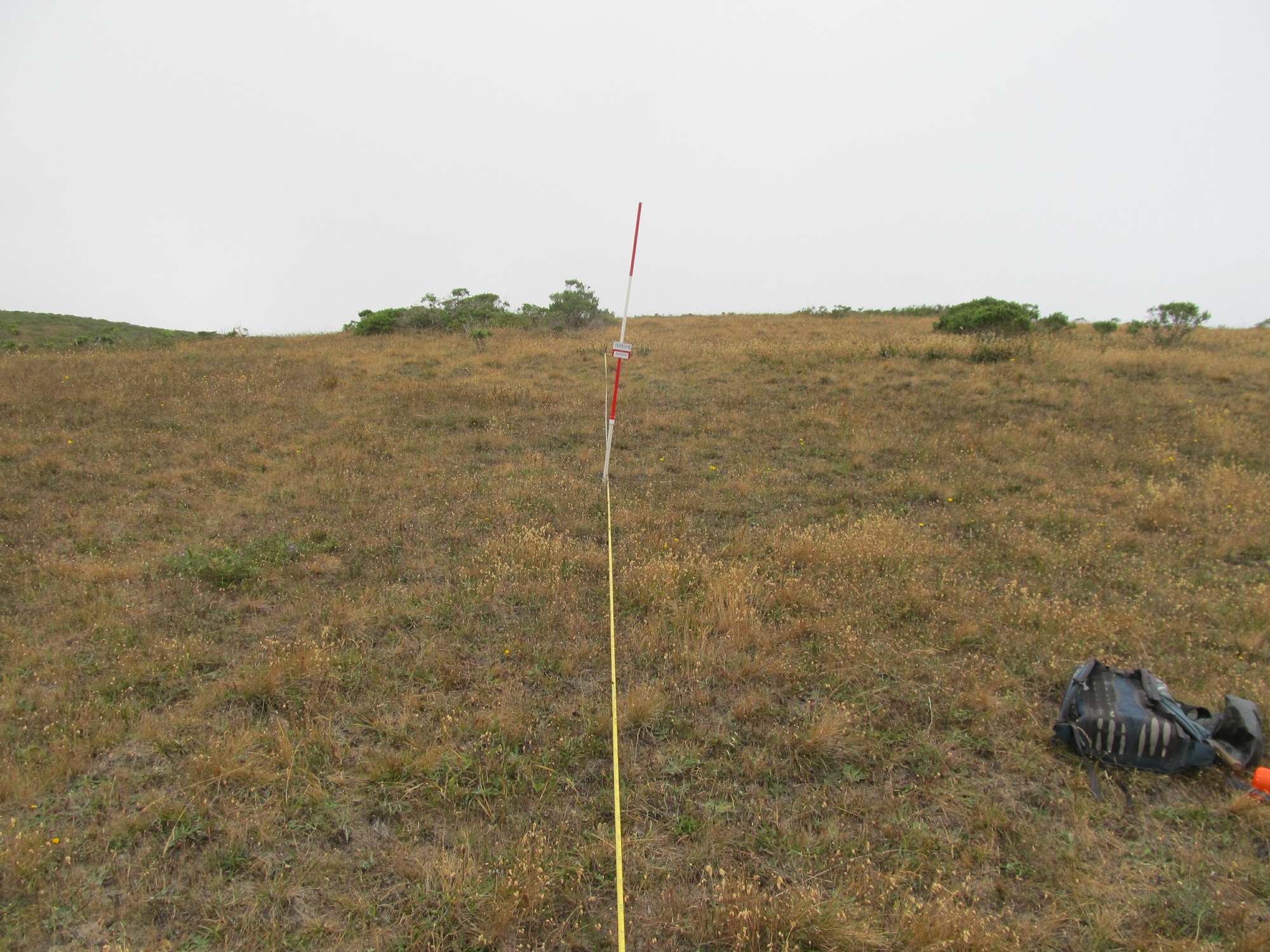 Eye-level view from the center point of a plant community monitoring plot