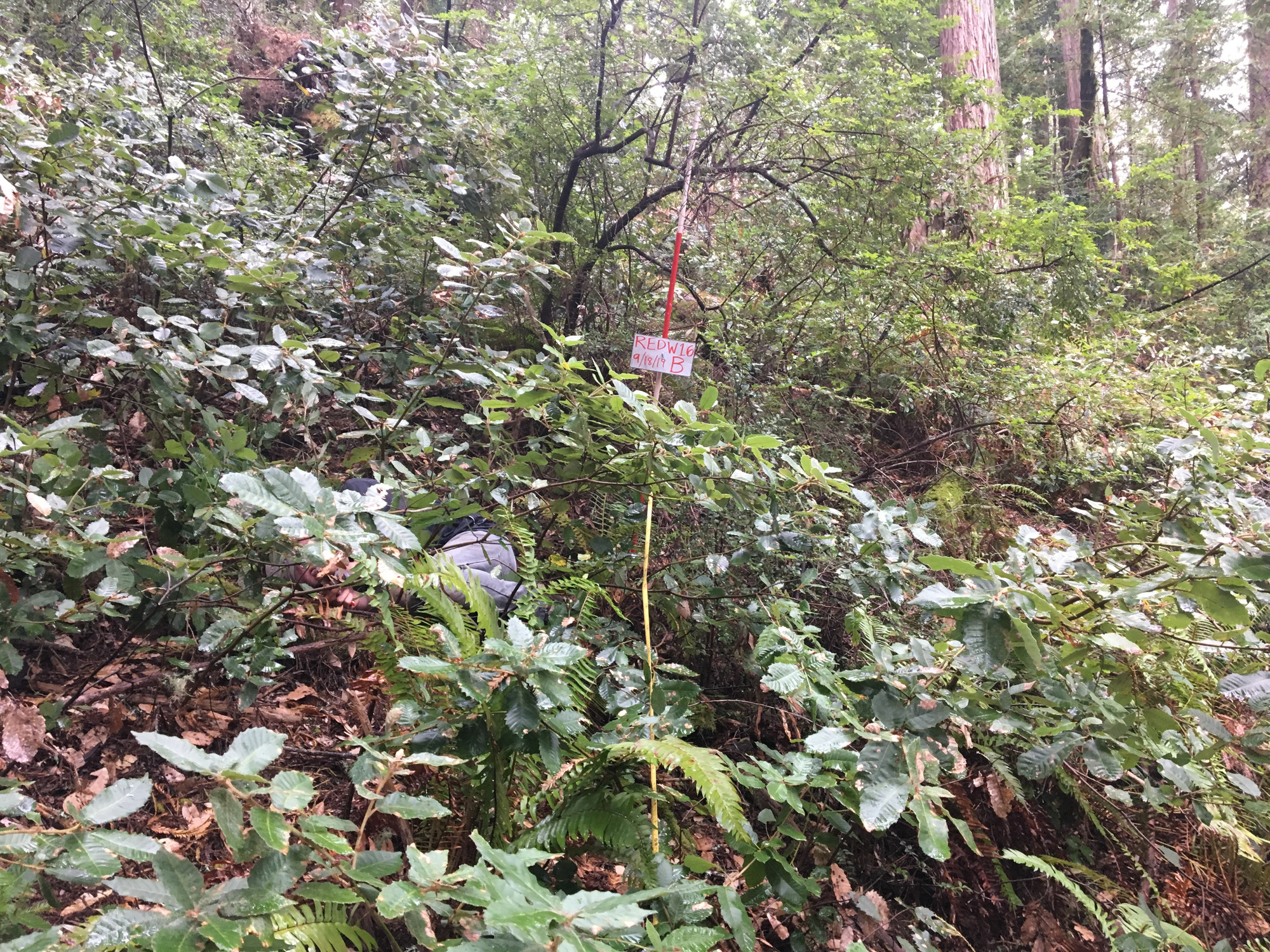 Eye-level view from the center point of a plant community monitoring plot