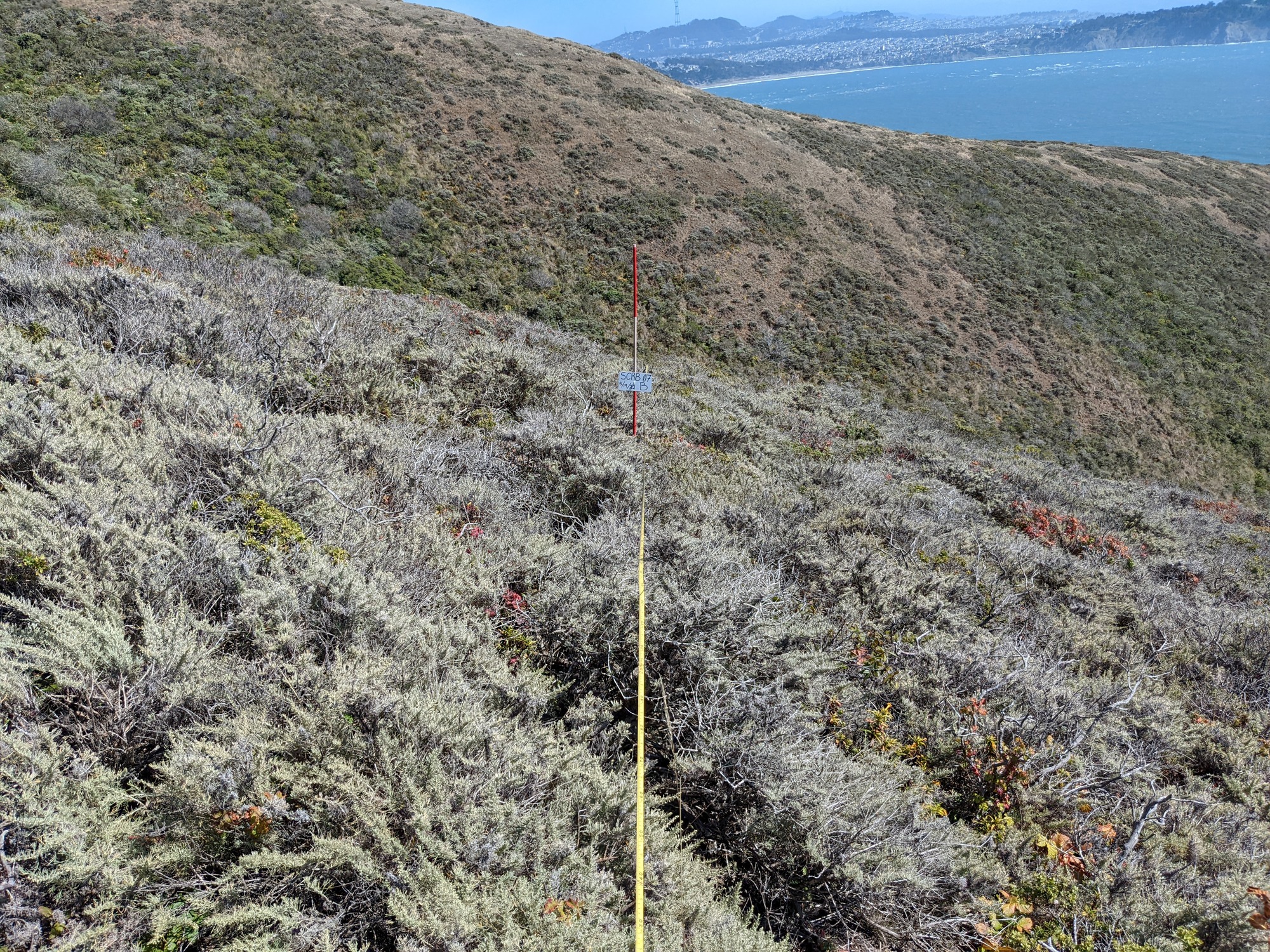 Eye-level view from the center point of a plant community monitoring plot
