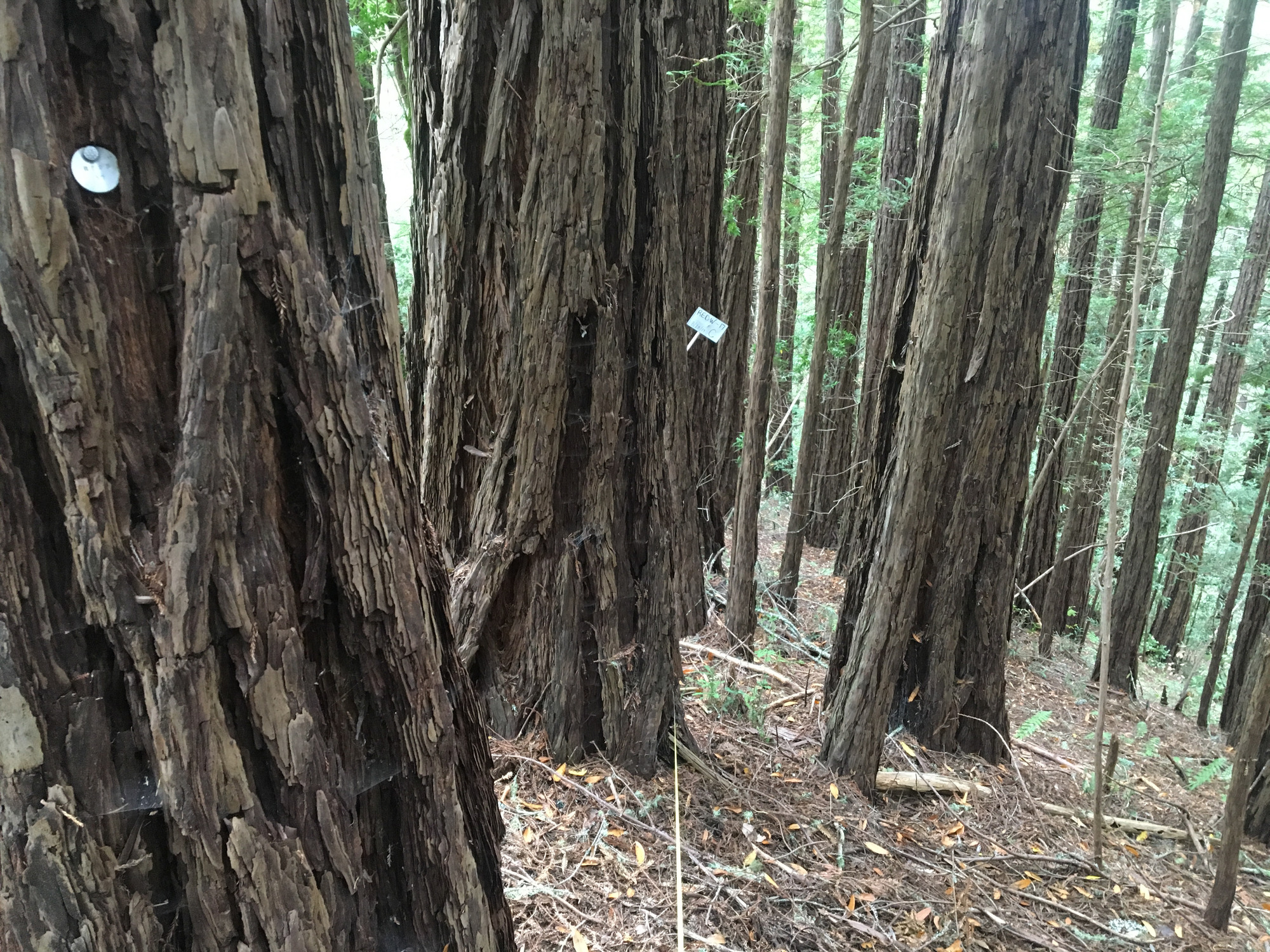 Eye-level view from the center point of a plant community monitoring plot