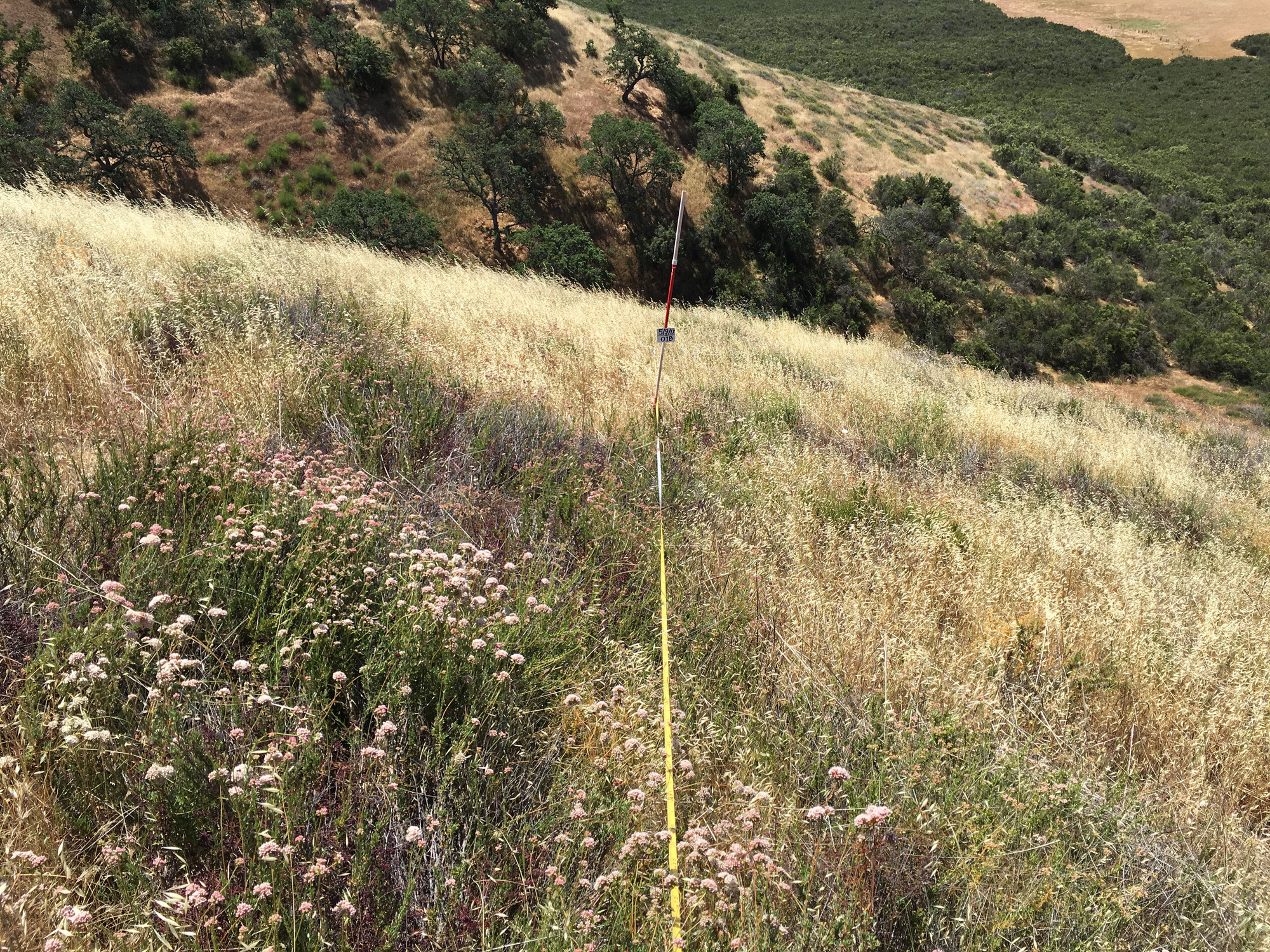 Eye-level view from the center point of a plant community monitoring plot