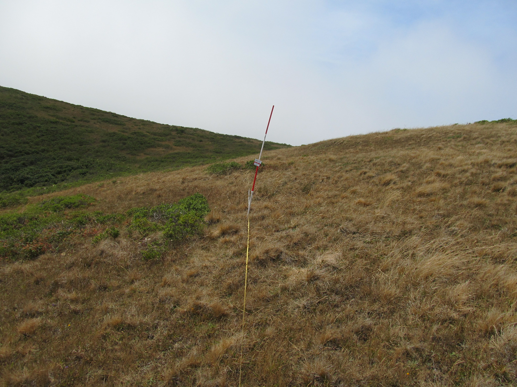 Eye-level view from the center point of a plant community monitoring plot