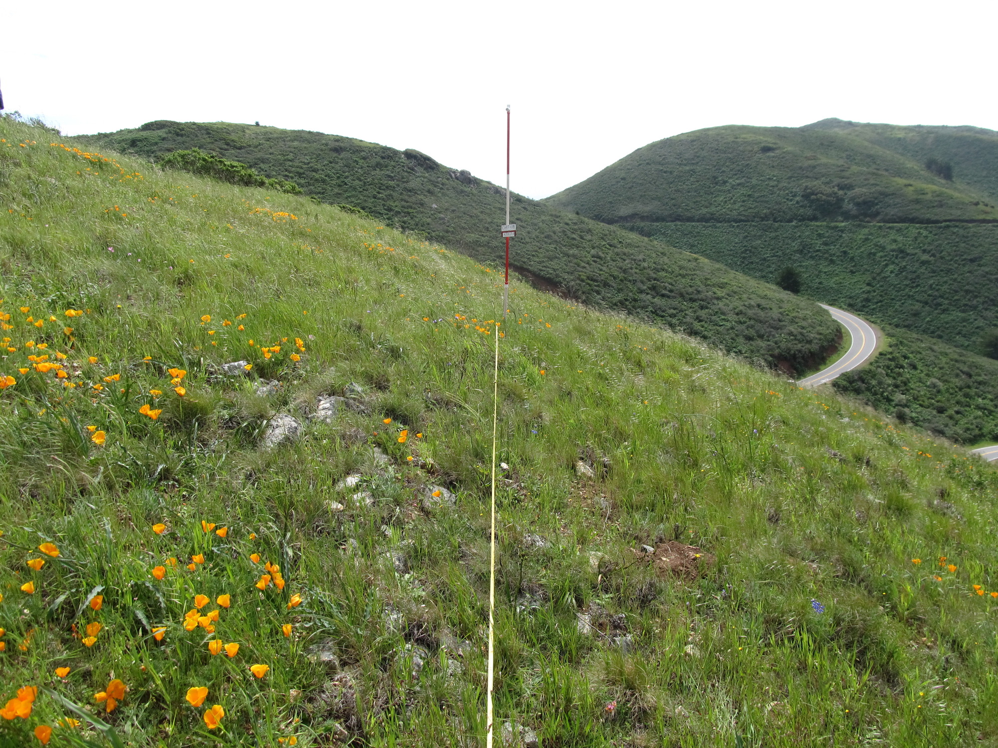 Eye-level view from the center point of a plant community monitoring plot