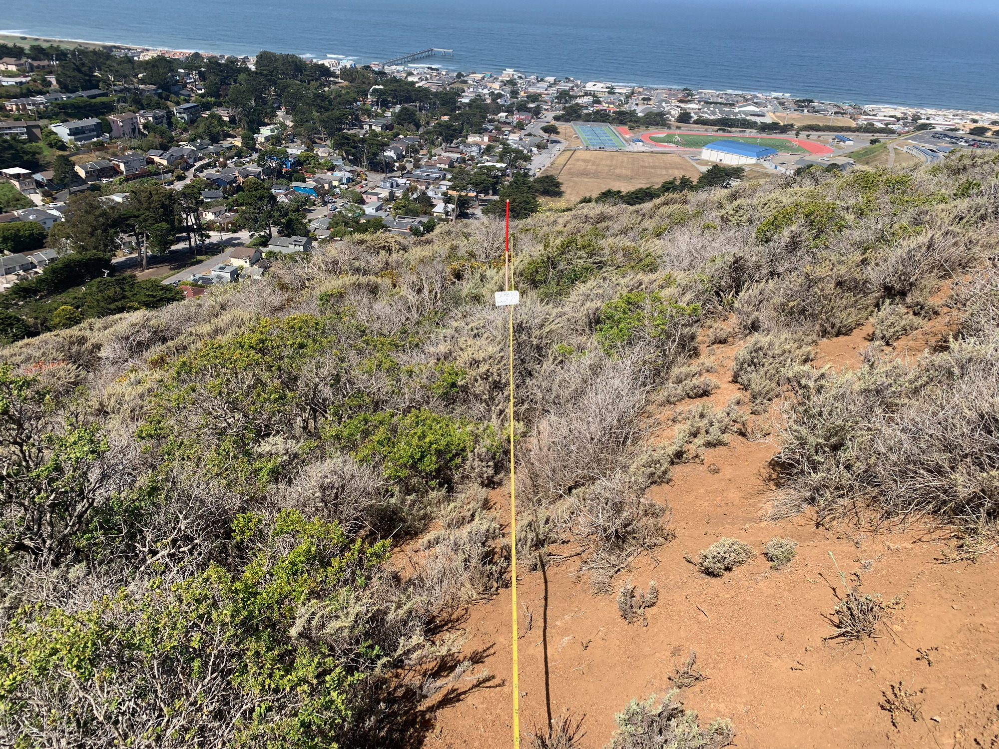 Eye-level view from the center point of a plant community monitoring plot
