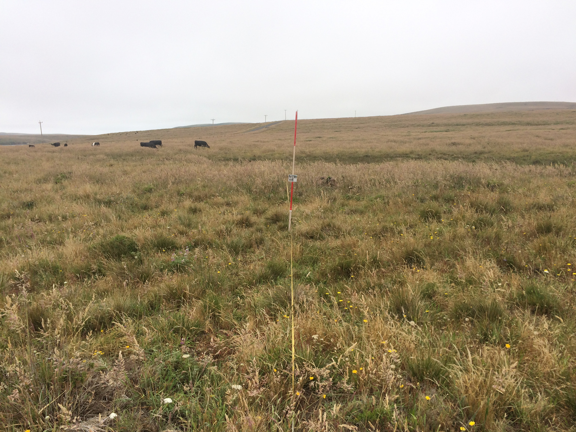 Eye-level view from the center point of a plant community monitoring plot
