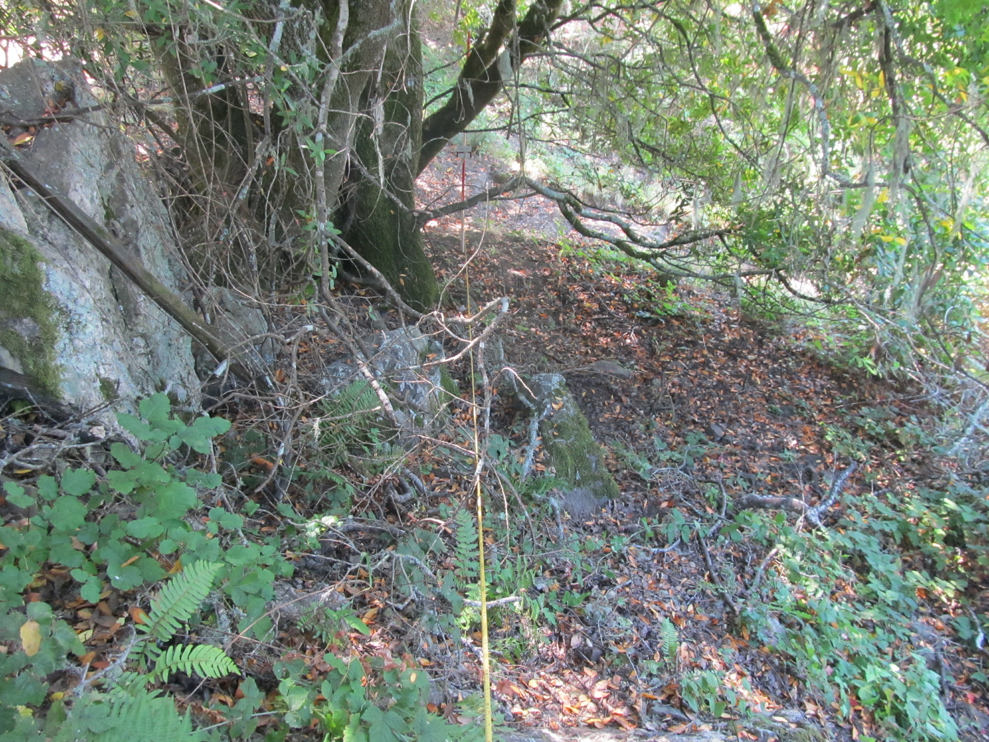 Eye-level view from the center point of a plant community monitoring plot