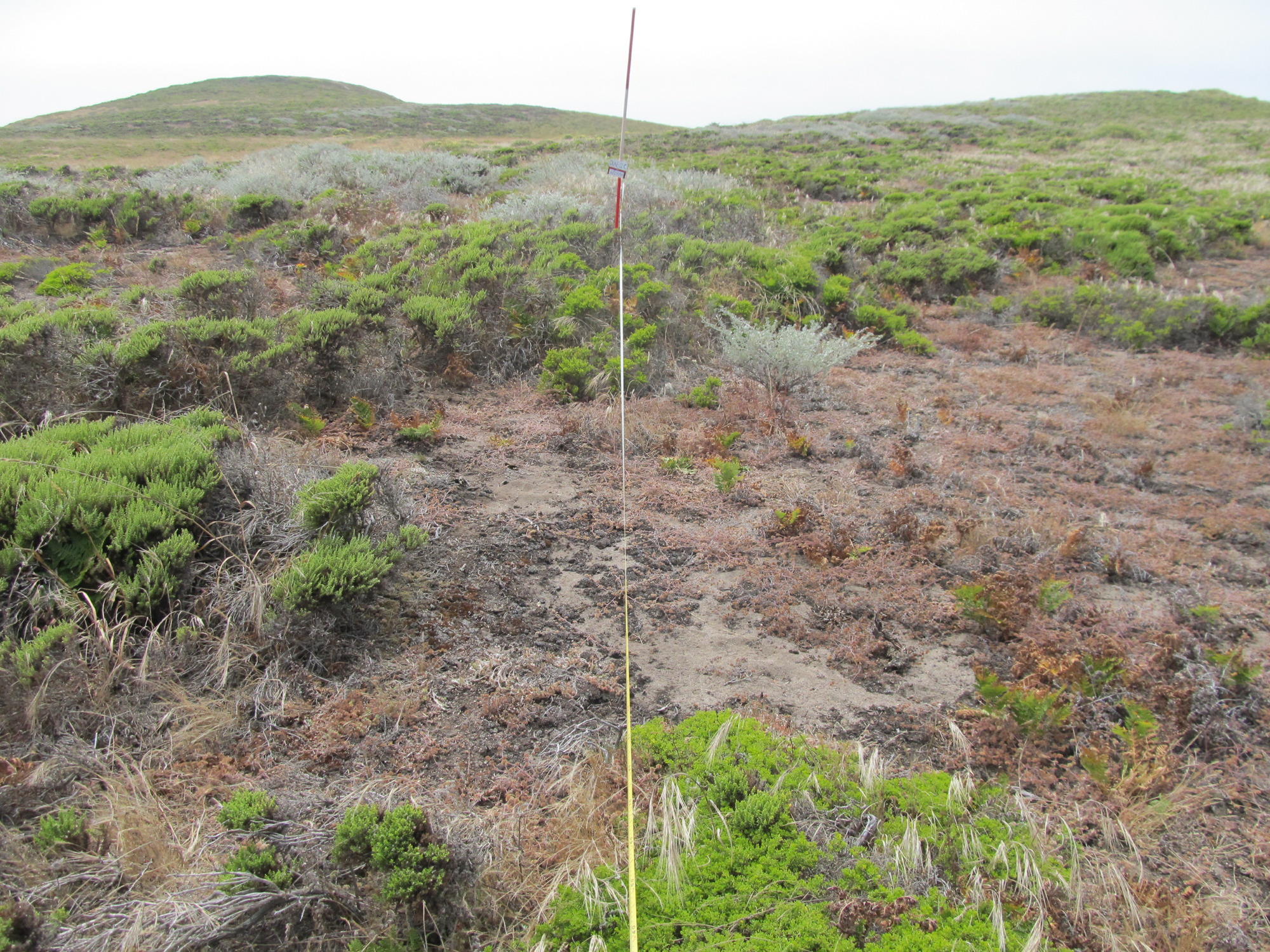 Eye-level view from the center point of a plant community monitoring plot