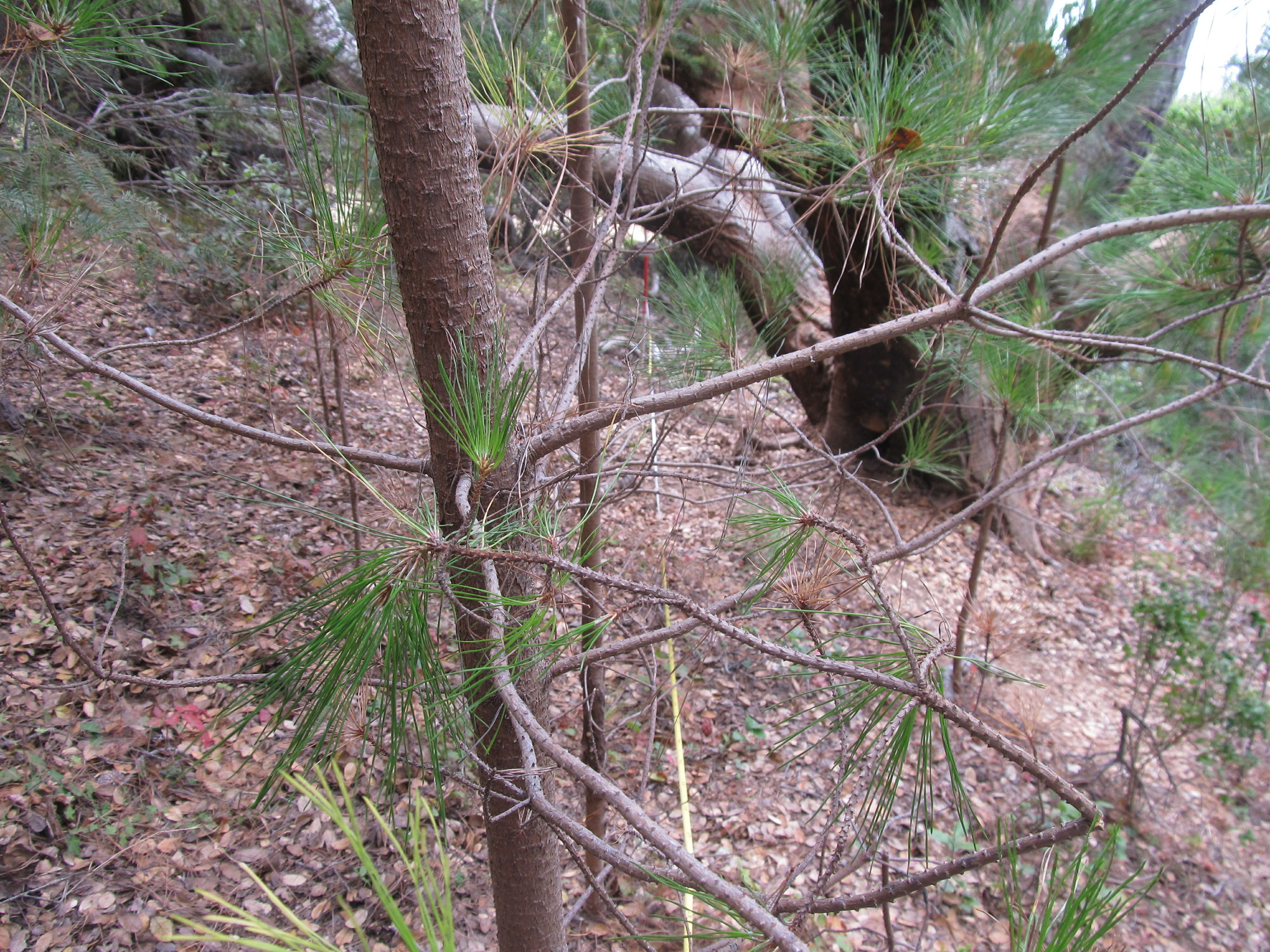 Eye-level view from the center point of a plant community monitoring plot