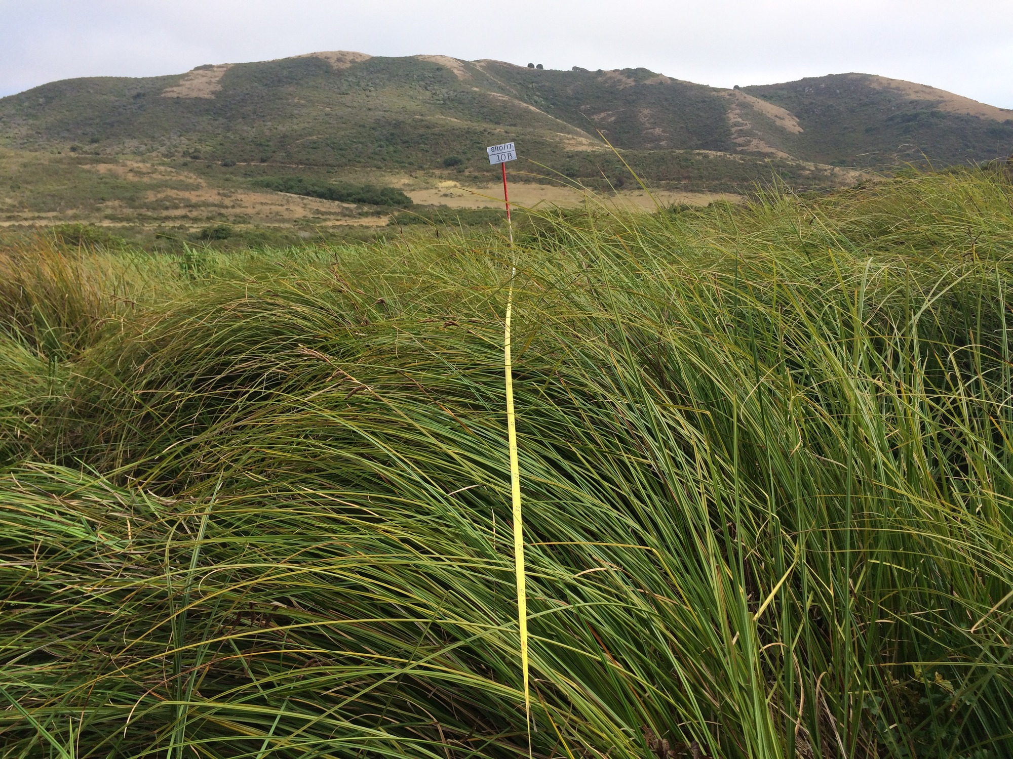 Eye-level view from the center point of a plant community monitoring plot