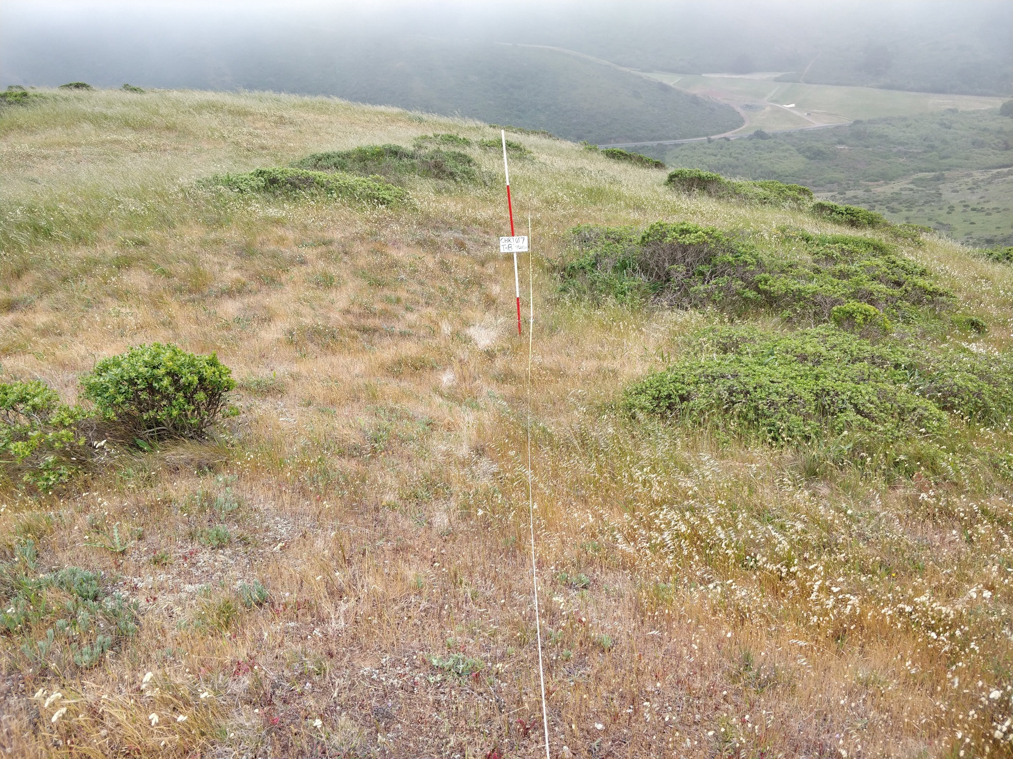 Eye-level view from the center point of a plant community monitoring plot