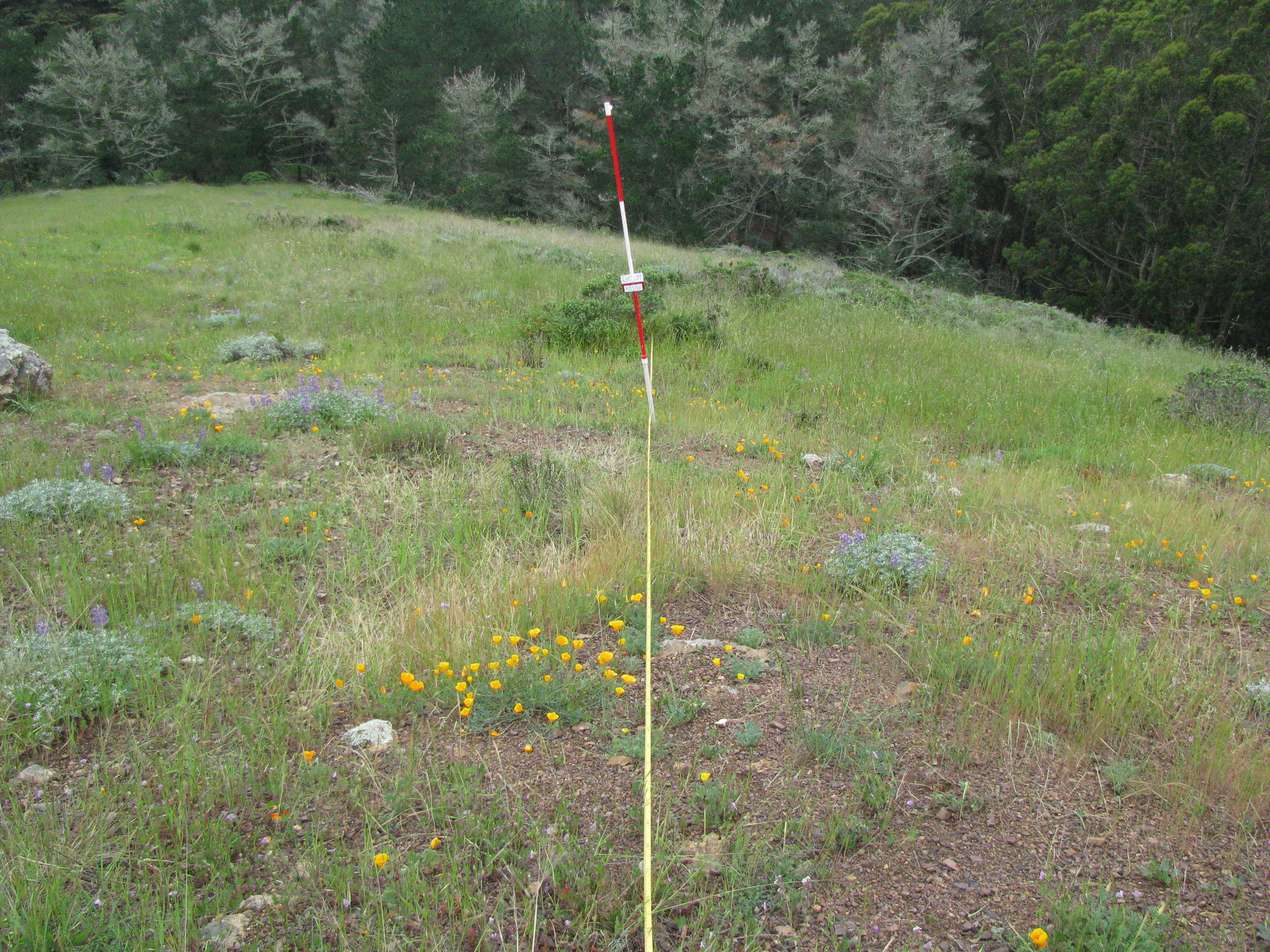 Eye-level view from the center point of a plant community monitoring plot
