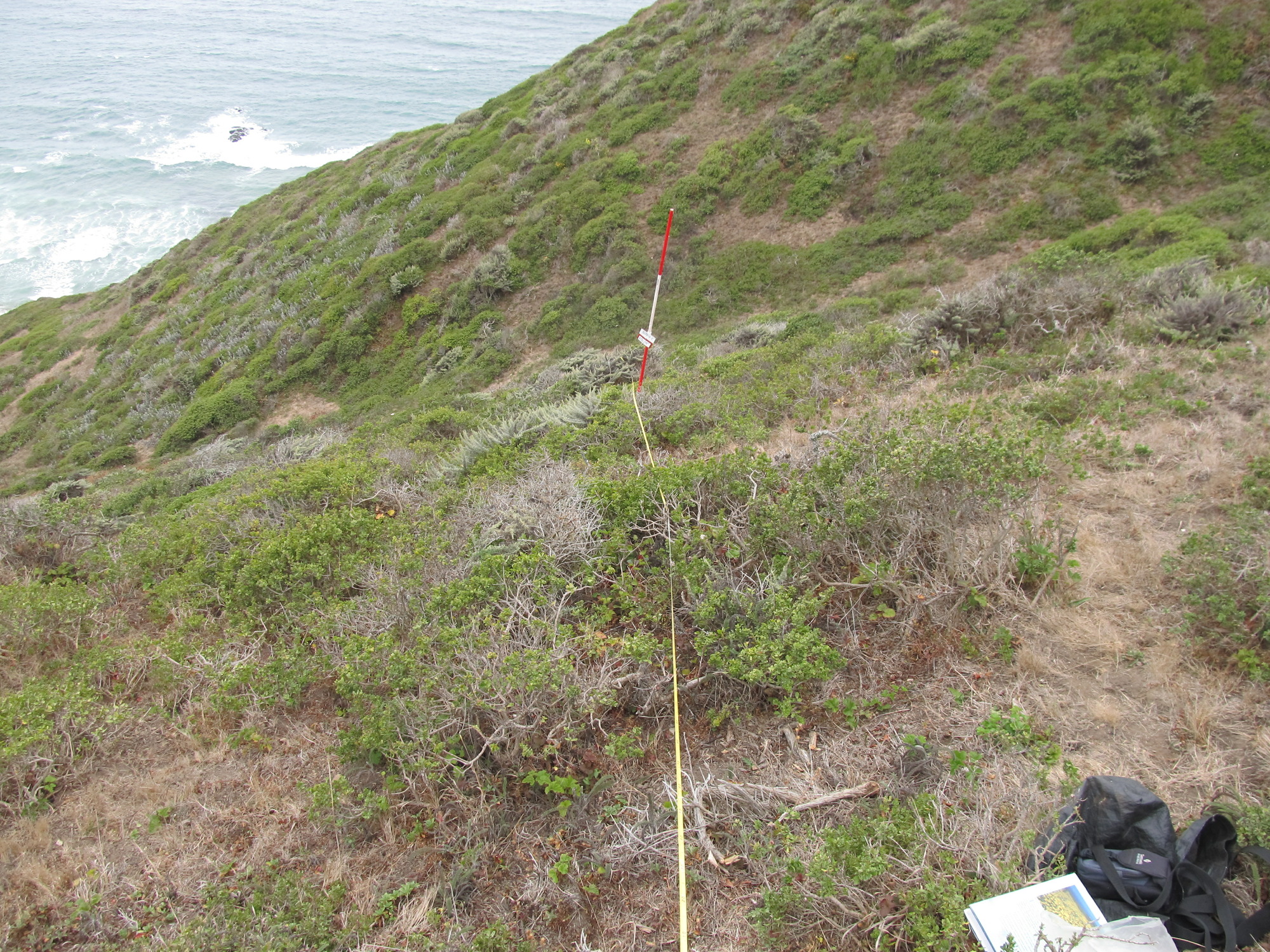 Eye-level view from the center point of a plant community monitoring plot