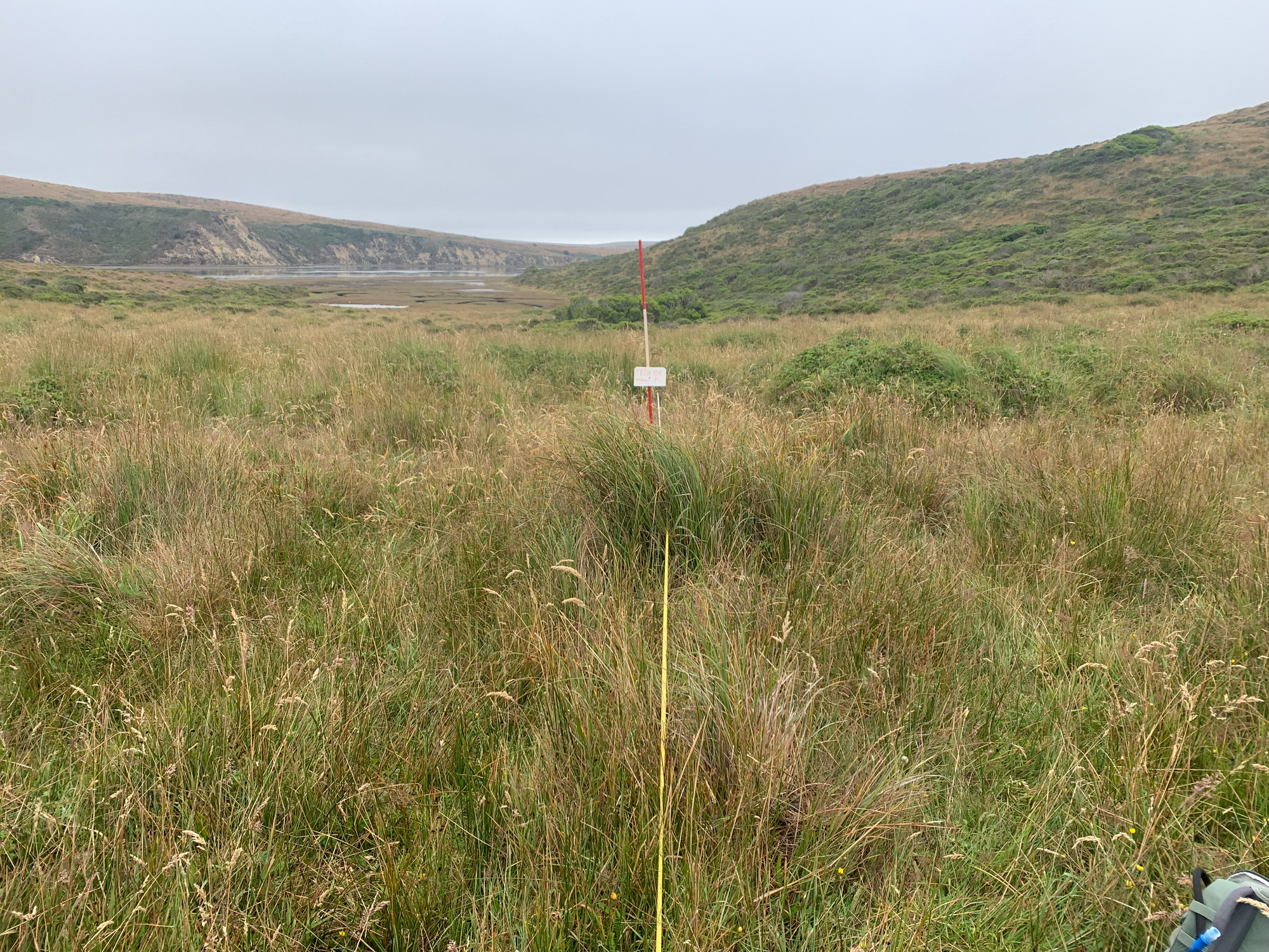 Eye-level view from the center point of a plant community monitoring plot