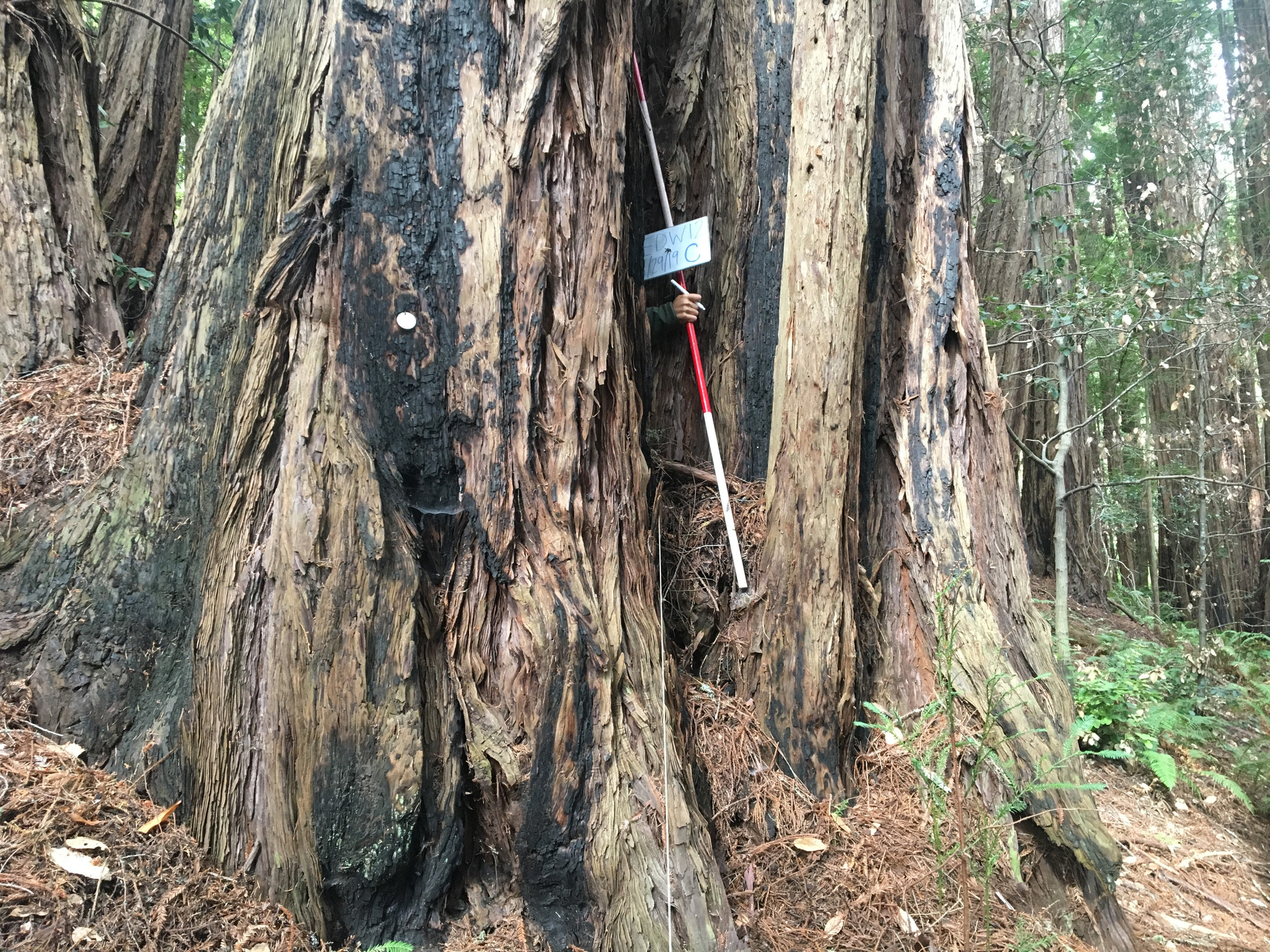 Eye-level view from the center point of a plant community monitoring plot