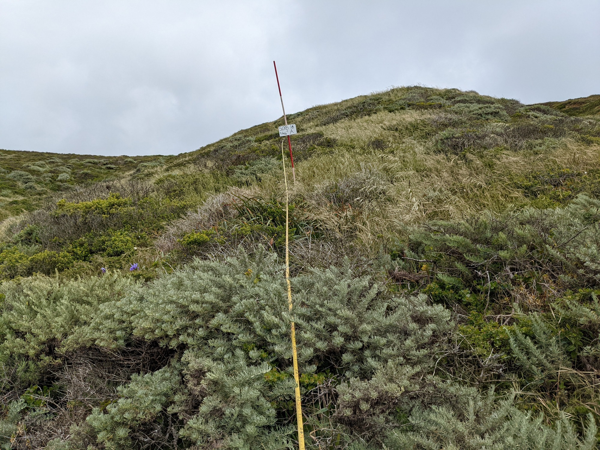 Eye-level view from the center point of a plant community monitoring plot