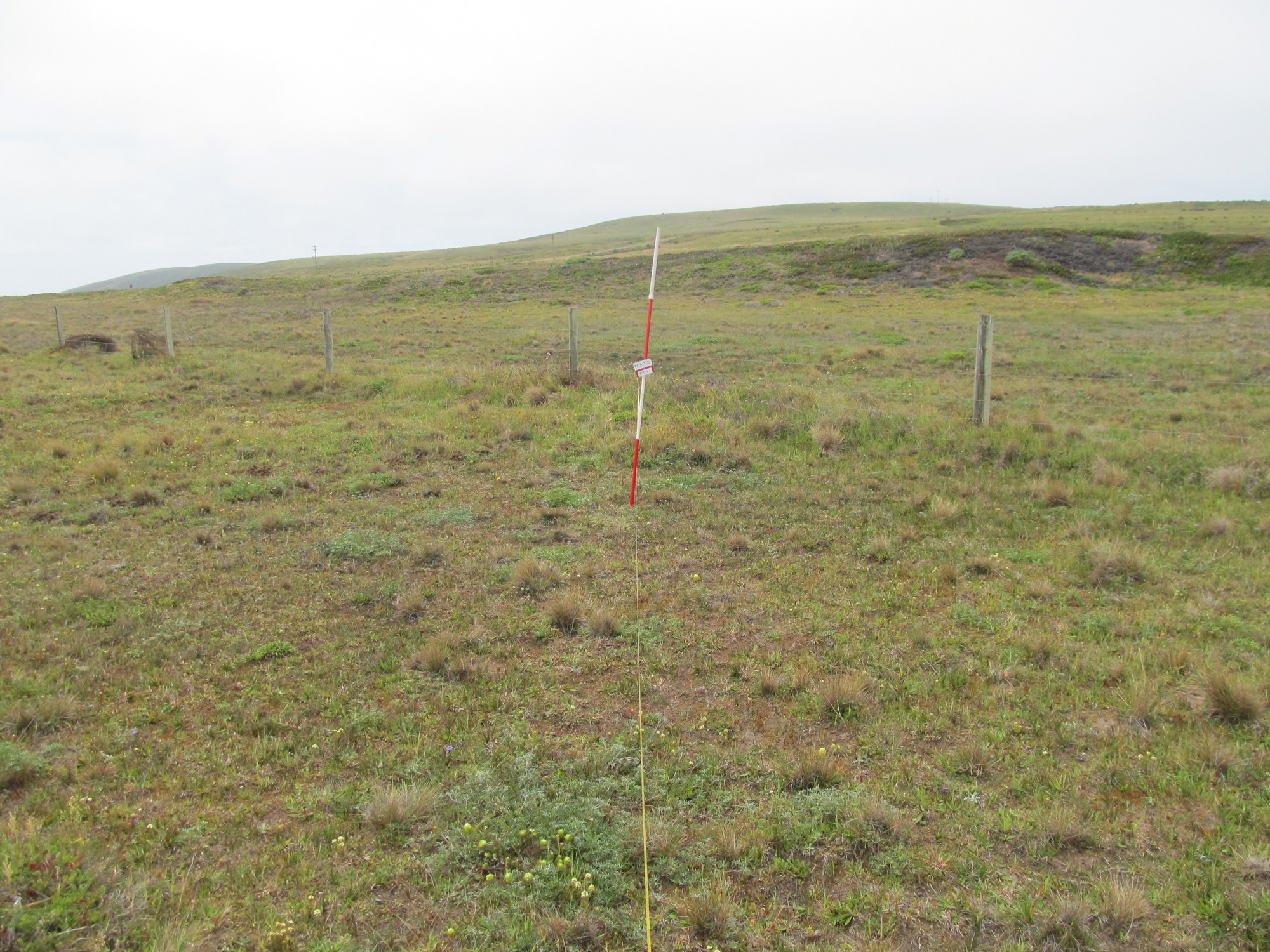 Eye-level view from the center point of a plant community monitoring plot