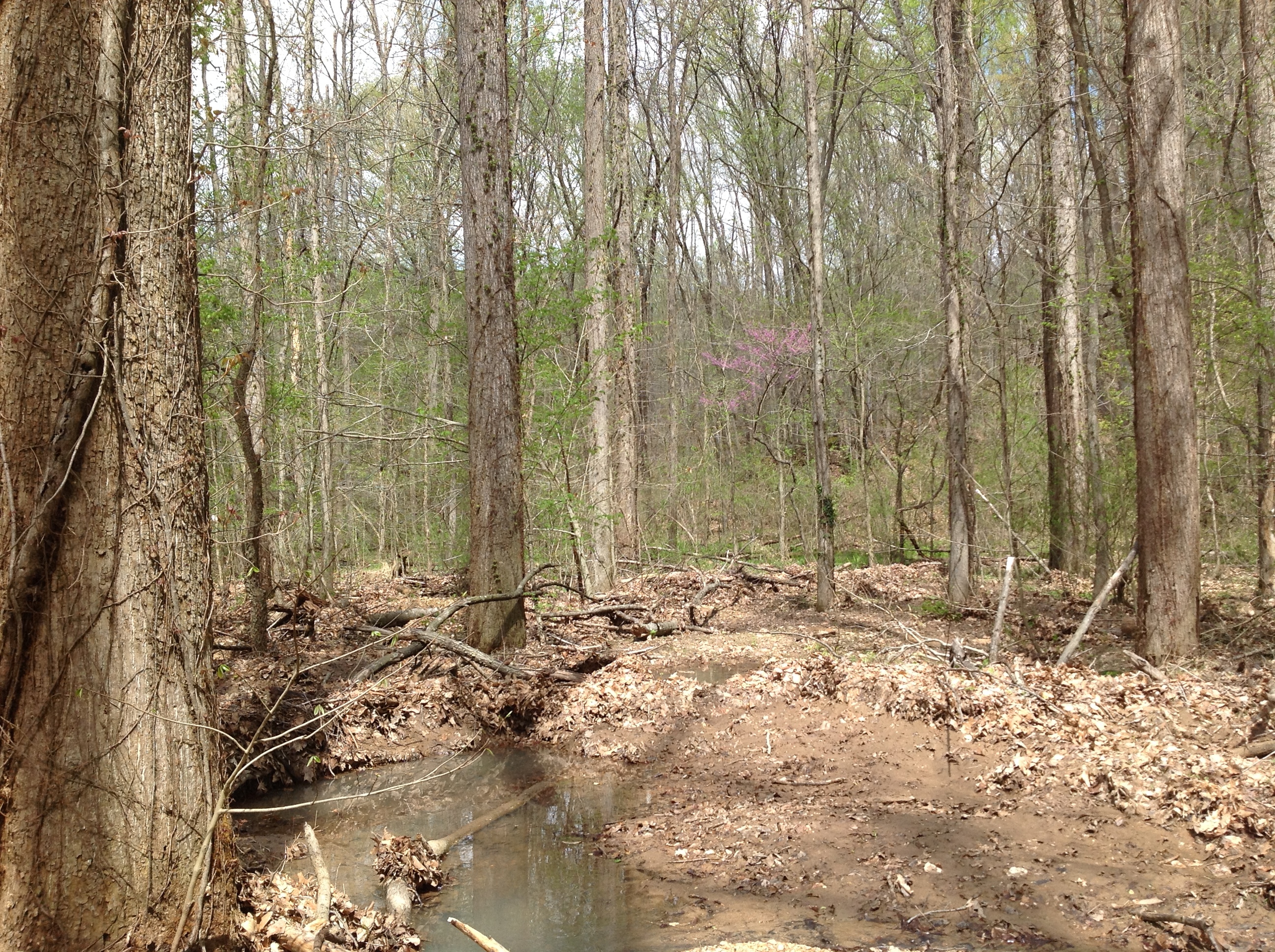 
A shallow creek running through a forest with thin trees and a blooming purple tree in the background.