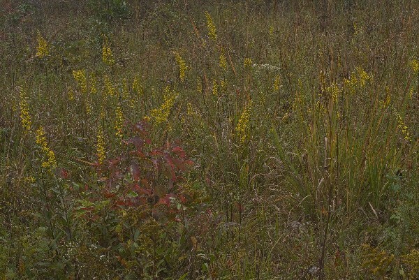 A field of yellow flowers in the middle of a field.