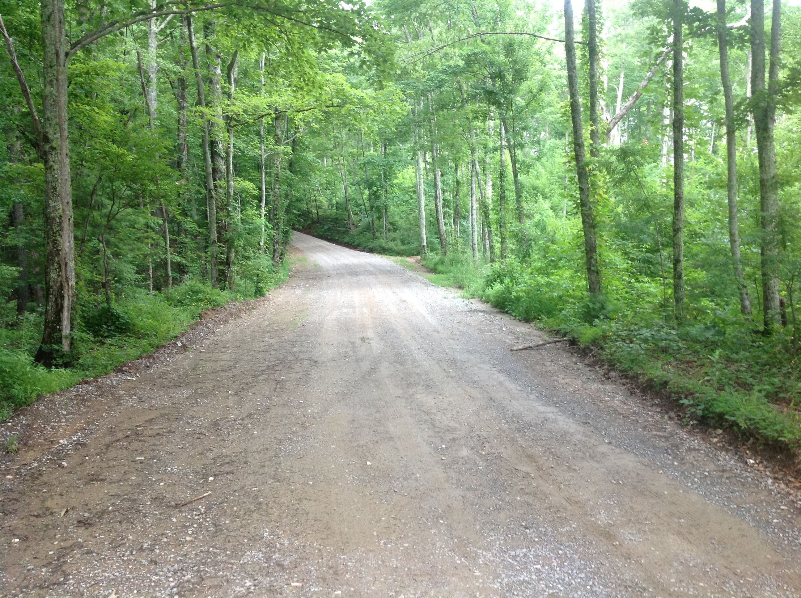 A dirt road in the middle of the woods.