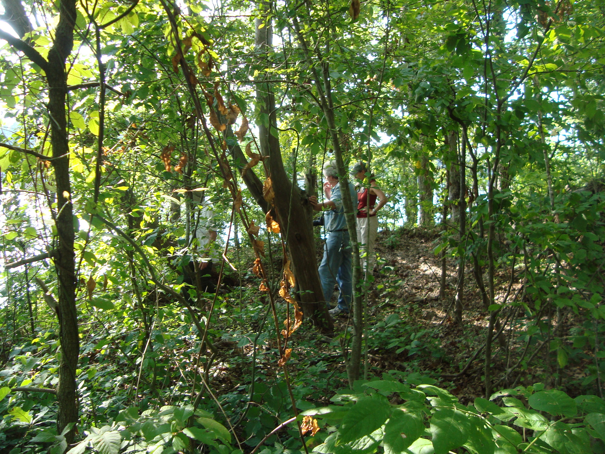 A group of people standing on a trail in the woods.