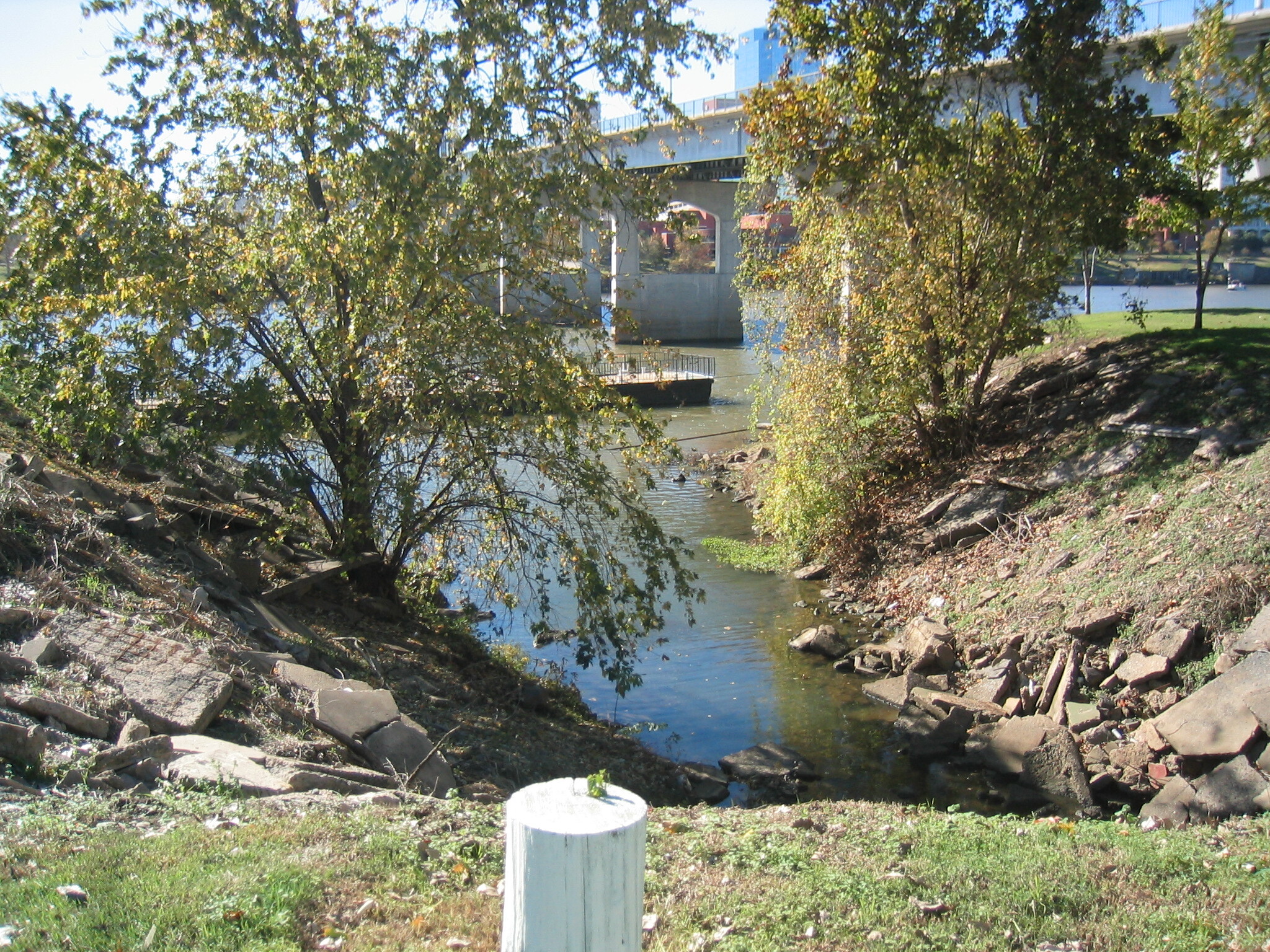 A tree next to a river.